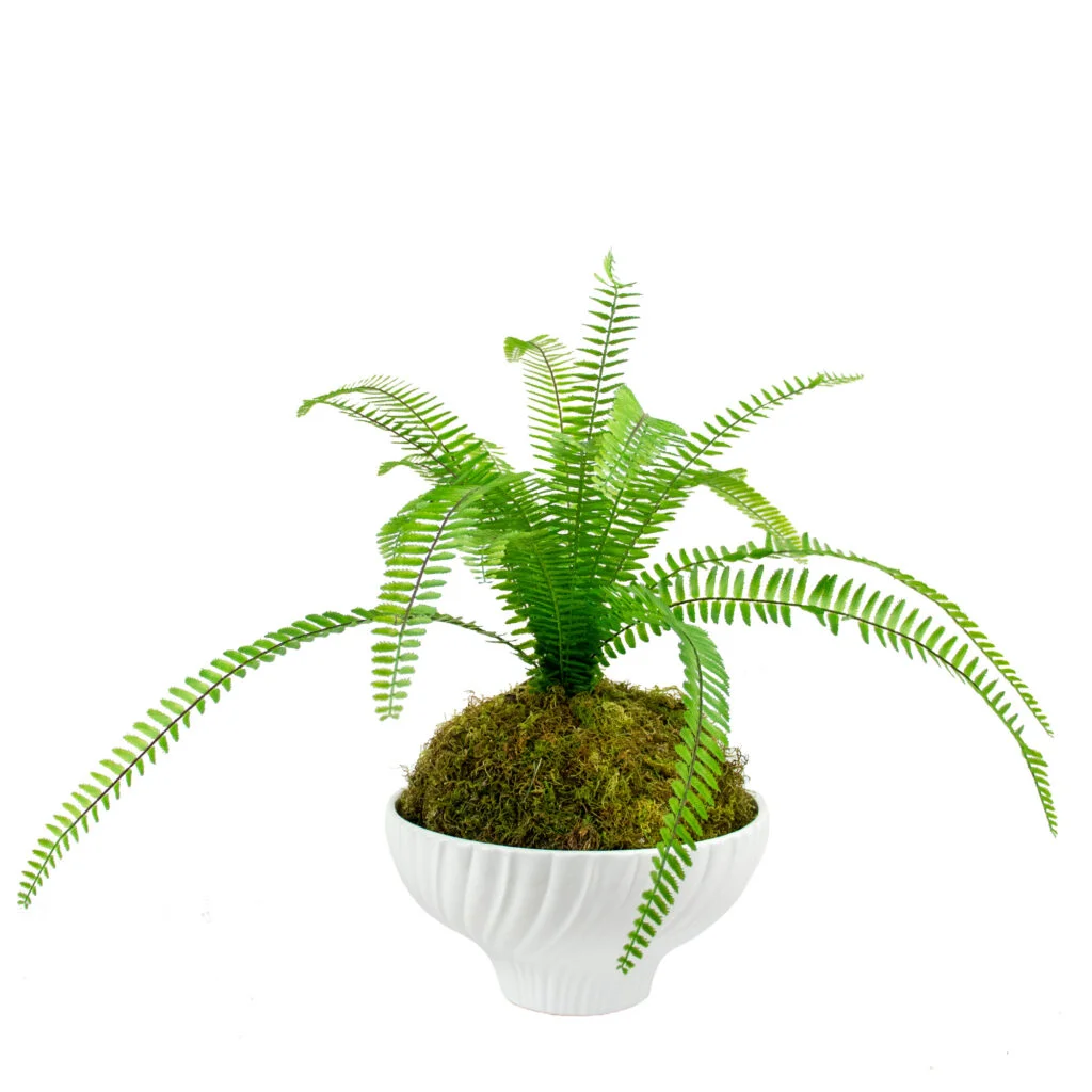 Large Sword Fern Kokedama in Fluted Ceramic Bowl