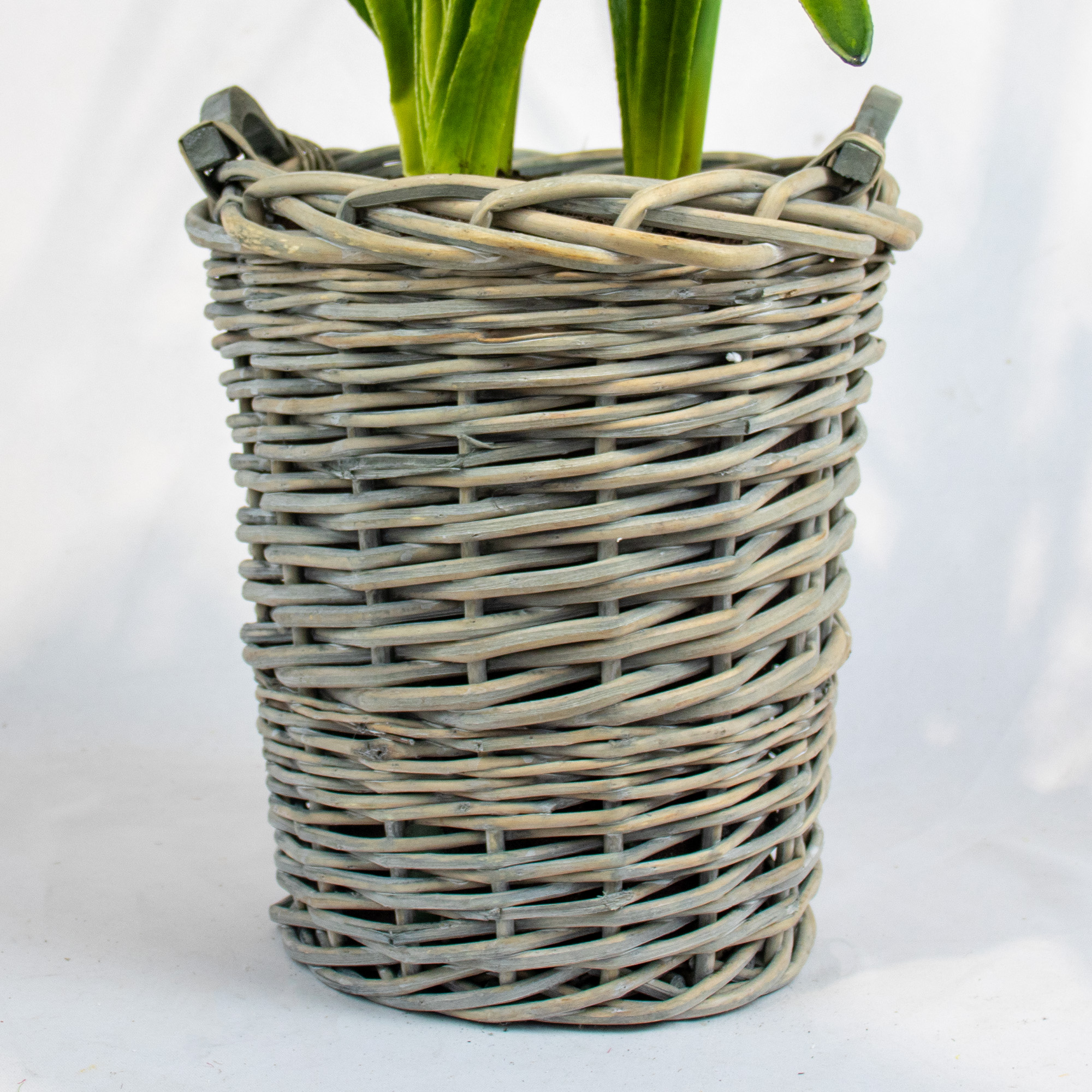 Large White Agapanthus in Basket Planter