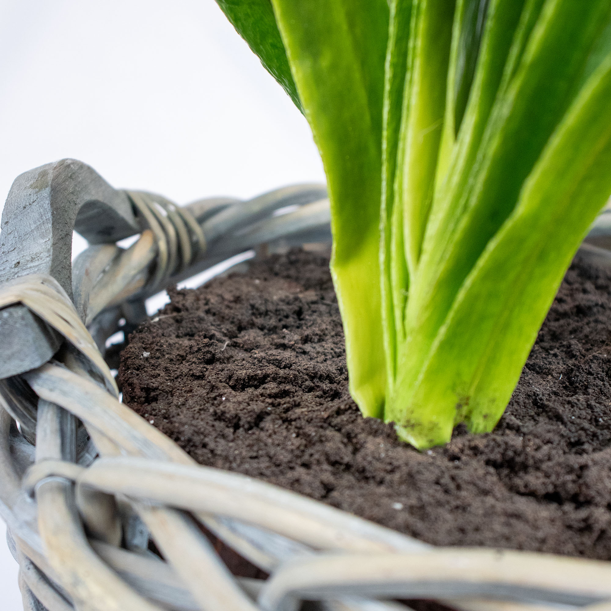 Large White Agapanthus in Basket Planter