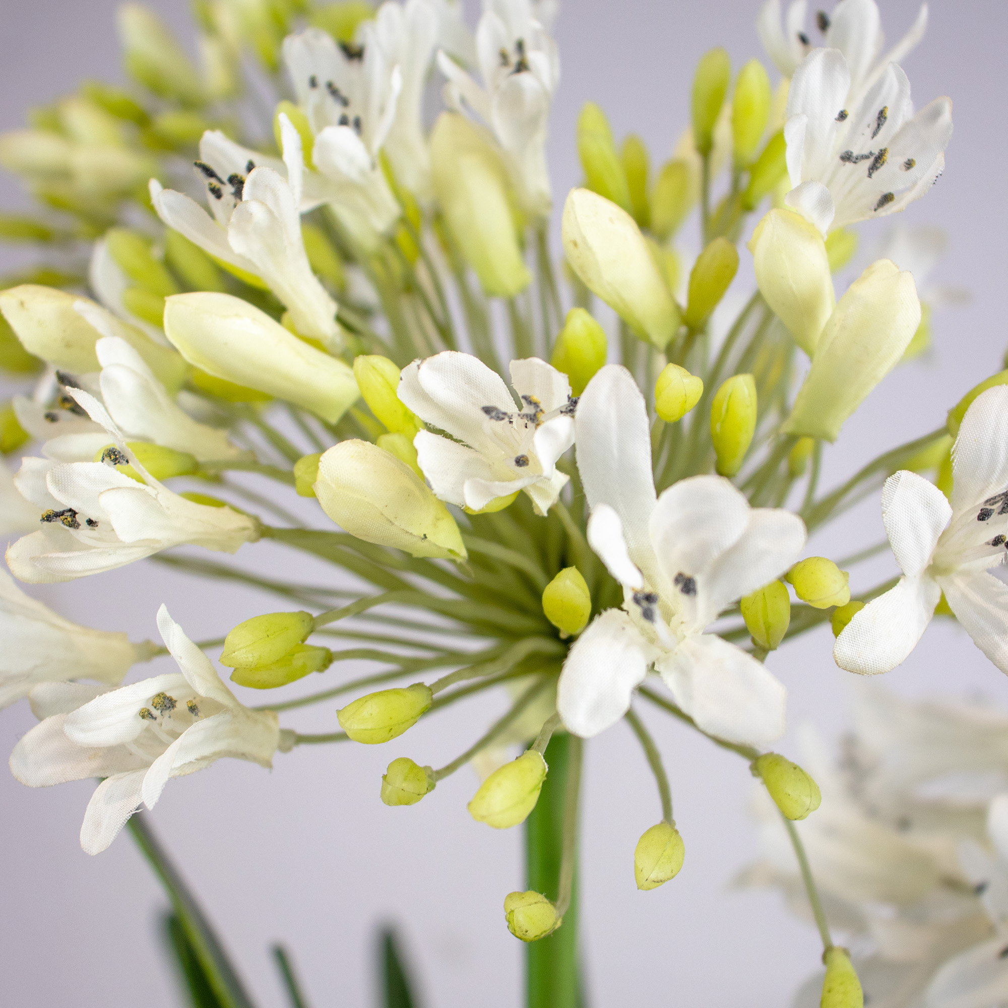 Large White Agapanthus in Basket Planter