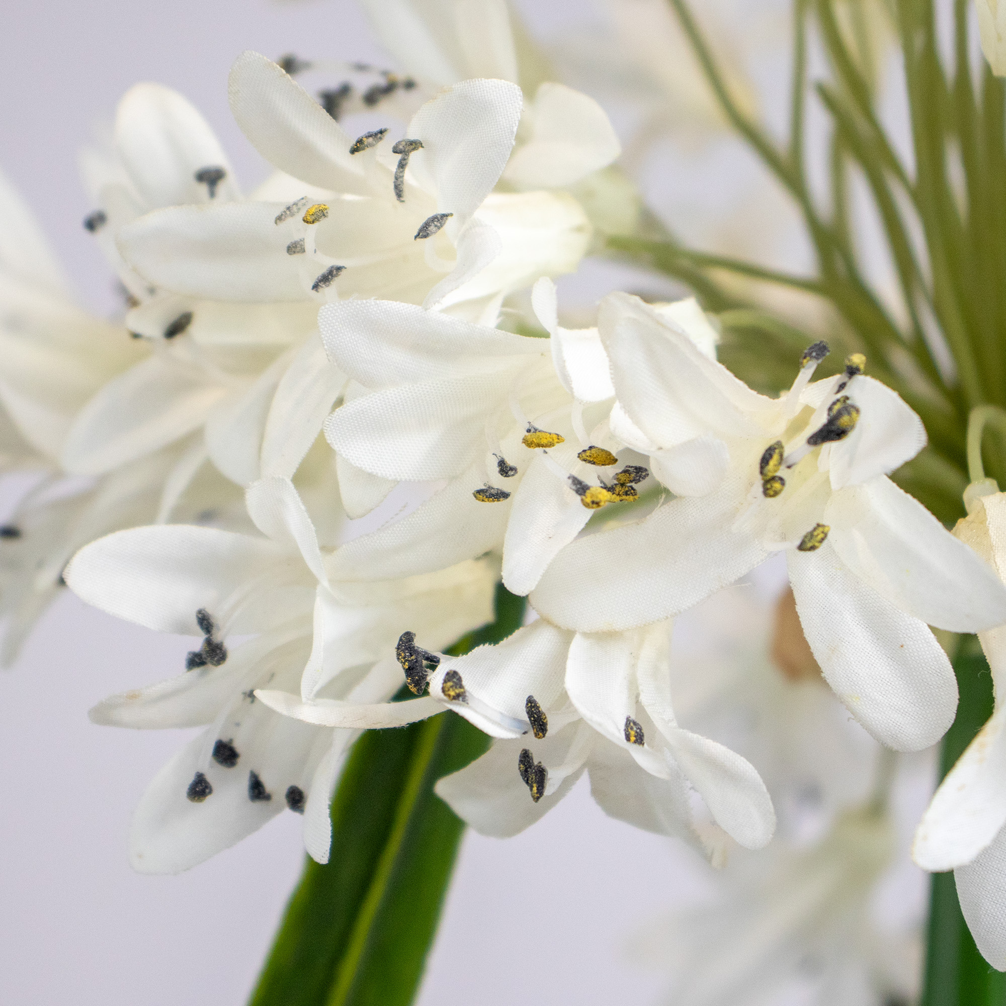 Large White Agapanthus in Basket Planter