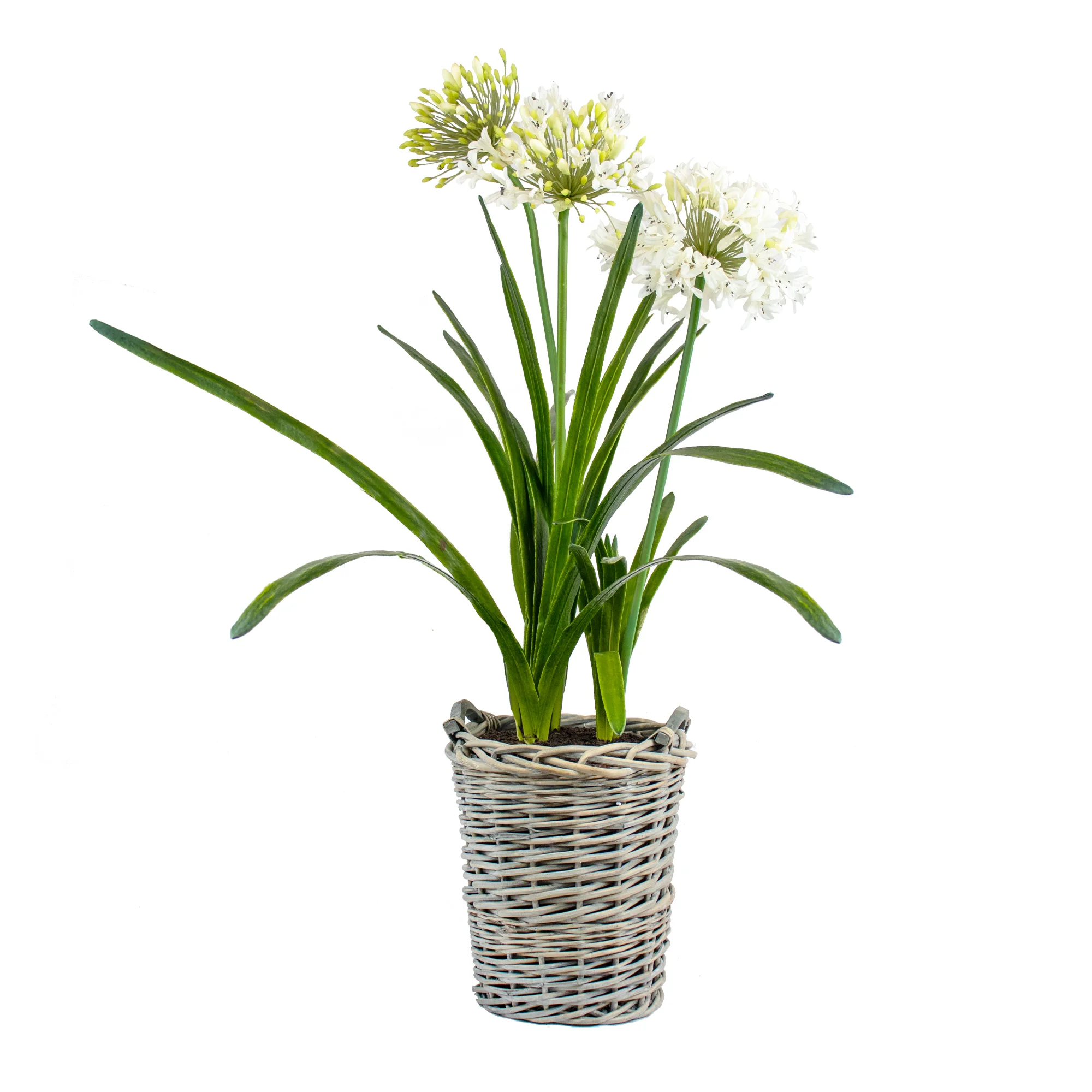 Large White Agapanthus in Basket Planter