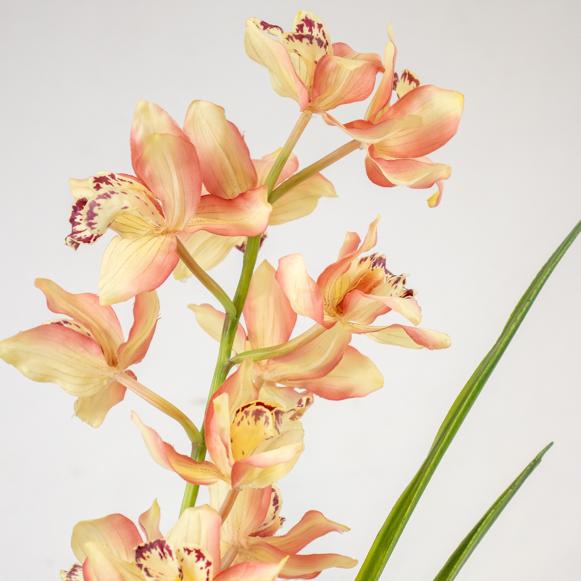 Large Dark Mauve & Cream Artificial Cymbidium Orchid in Nursery Pot