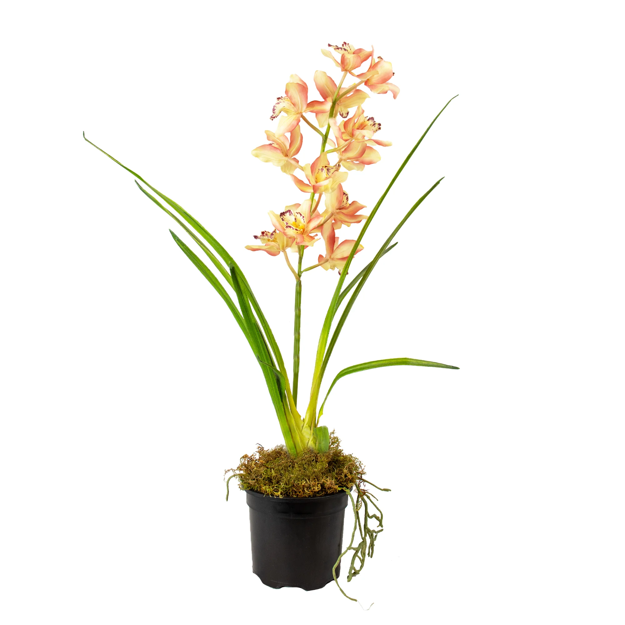 Large Dark Mauve & Cream Artificial Cymbidium Orchid in Nursery Pot