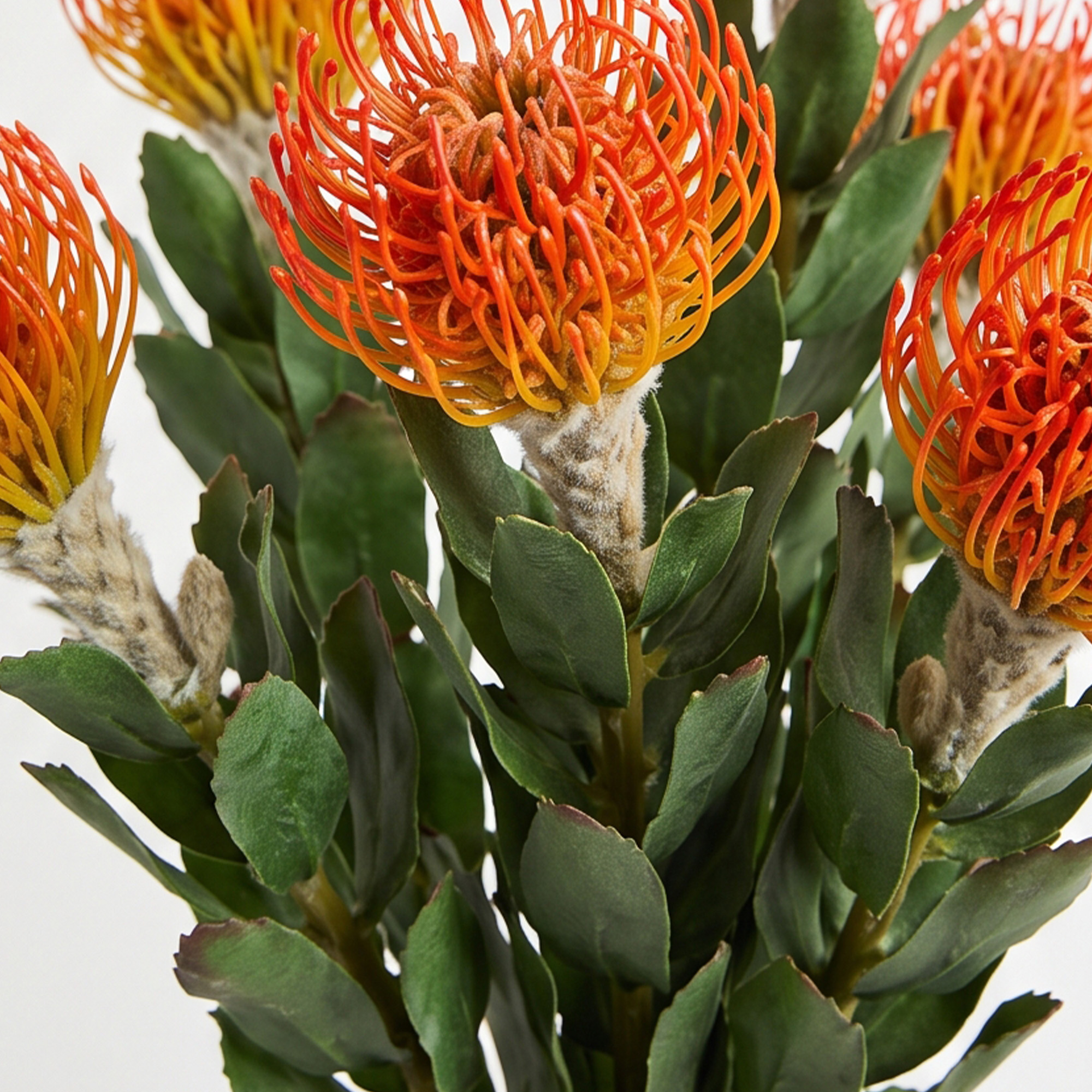 Light Orange & Lime Leucospermum Artificial Pincushion Stem – 63cm