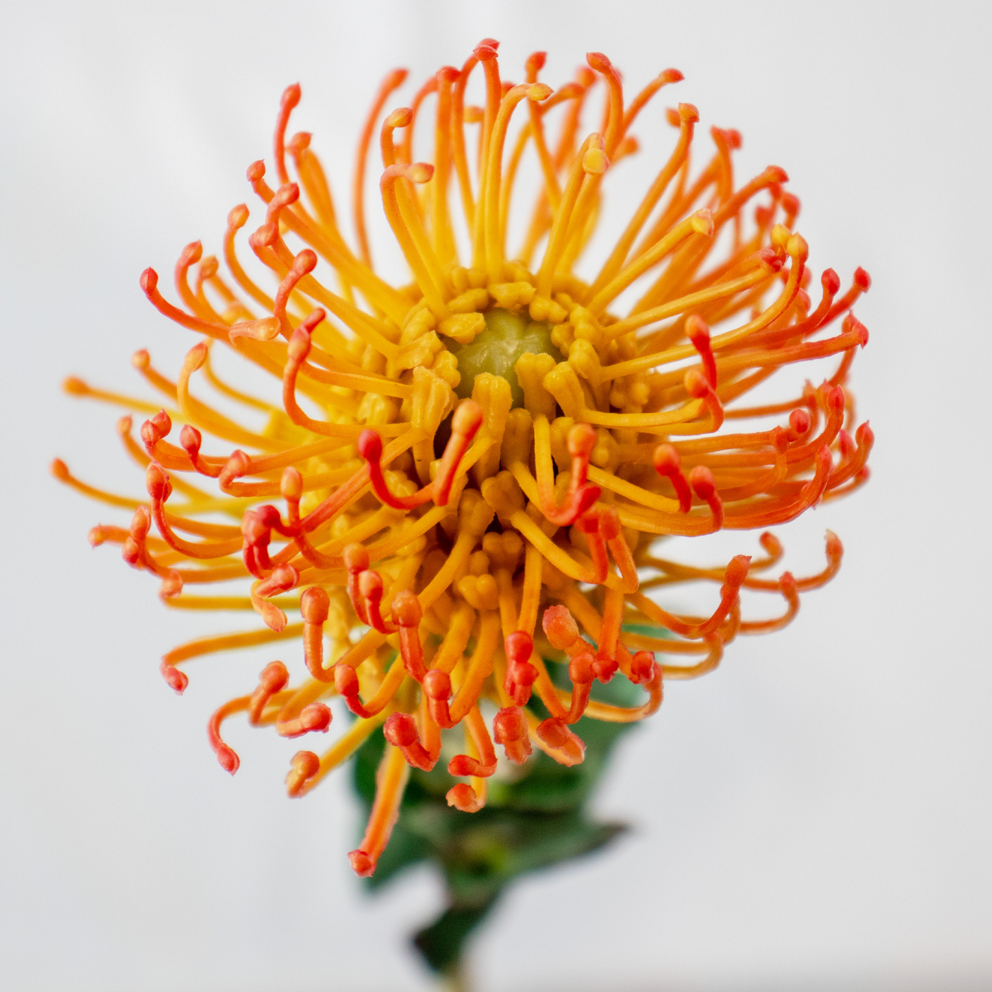 Light Orange & Lime Leucospermum Artificial Pincushion Stem – 63cm