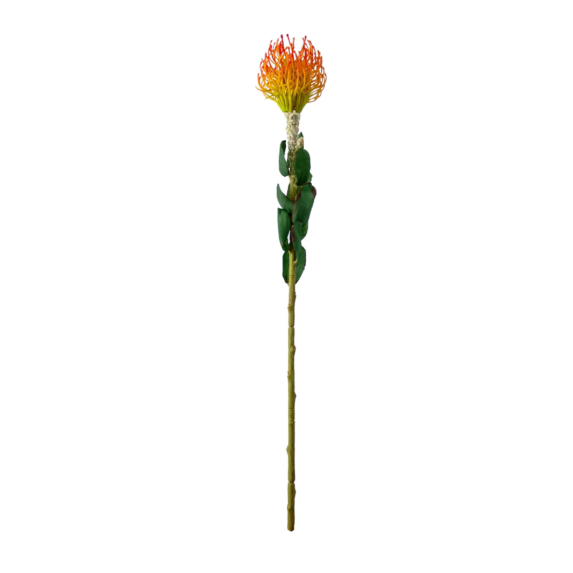 Light Orange & Lime Leucospermum Artificial Pincushion Stem – 63cm