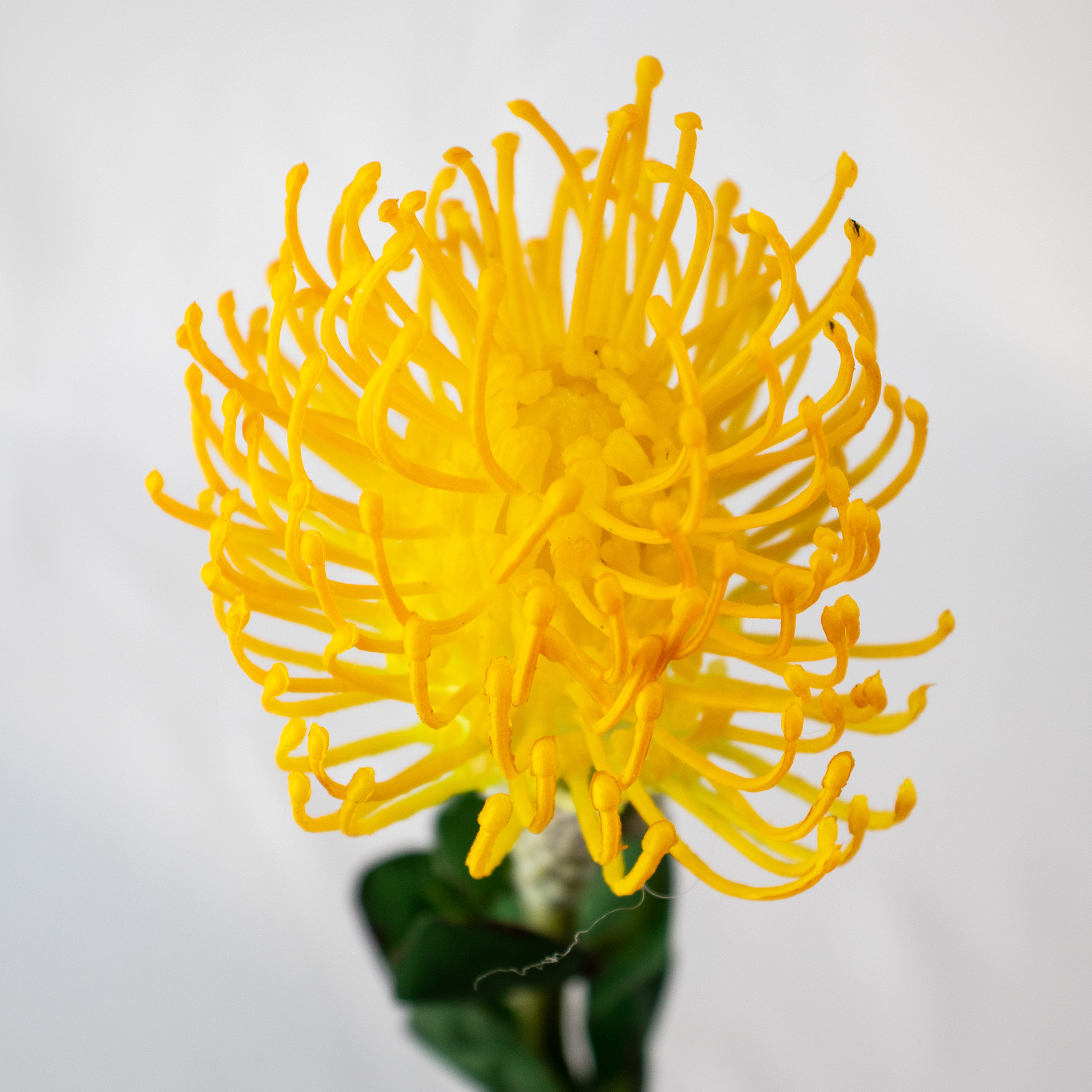 Yellow Leucospermum Artificial Pincushion Stem – 63cm