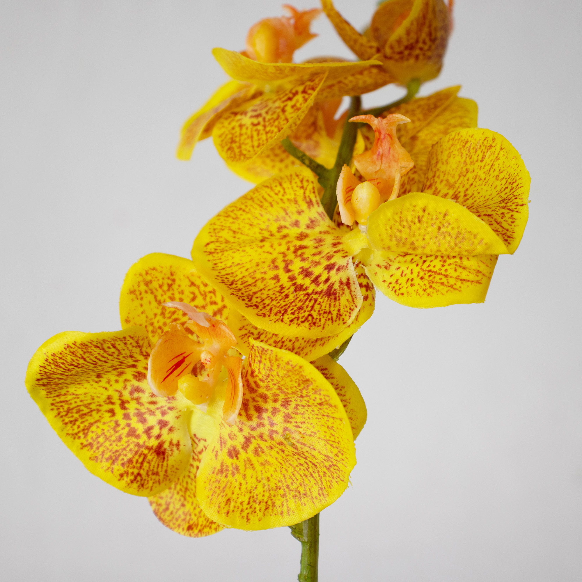 Gold Phalaenopsis Orchid In Small leaf wrapped Tapered Vase