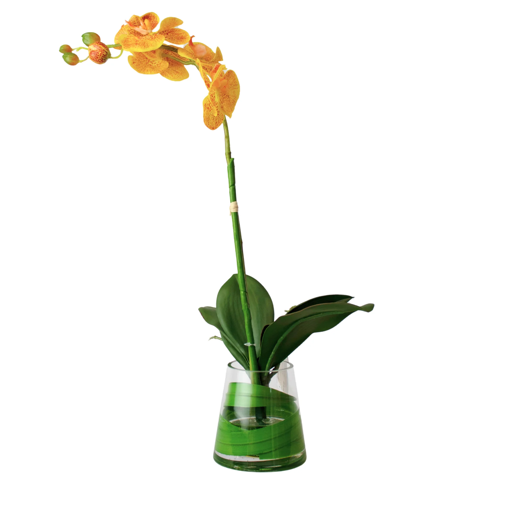 Gold Phalaenopsis Orchid In Small leaf wrapped Tapered Vase