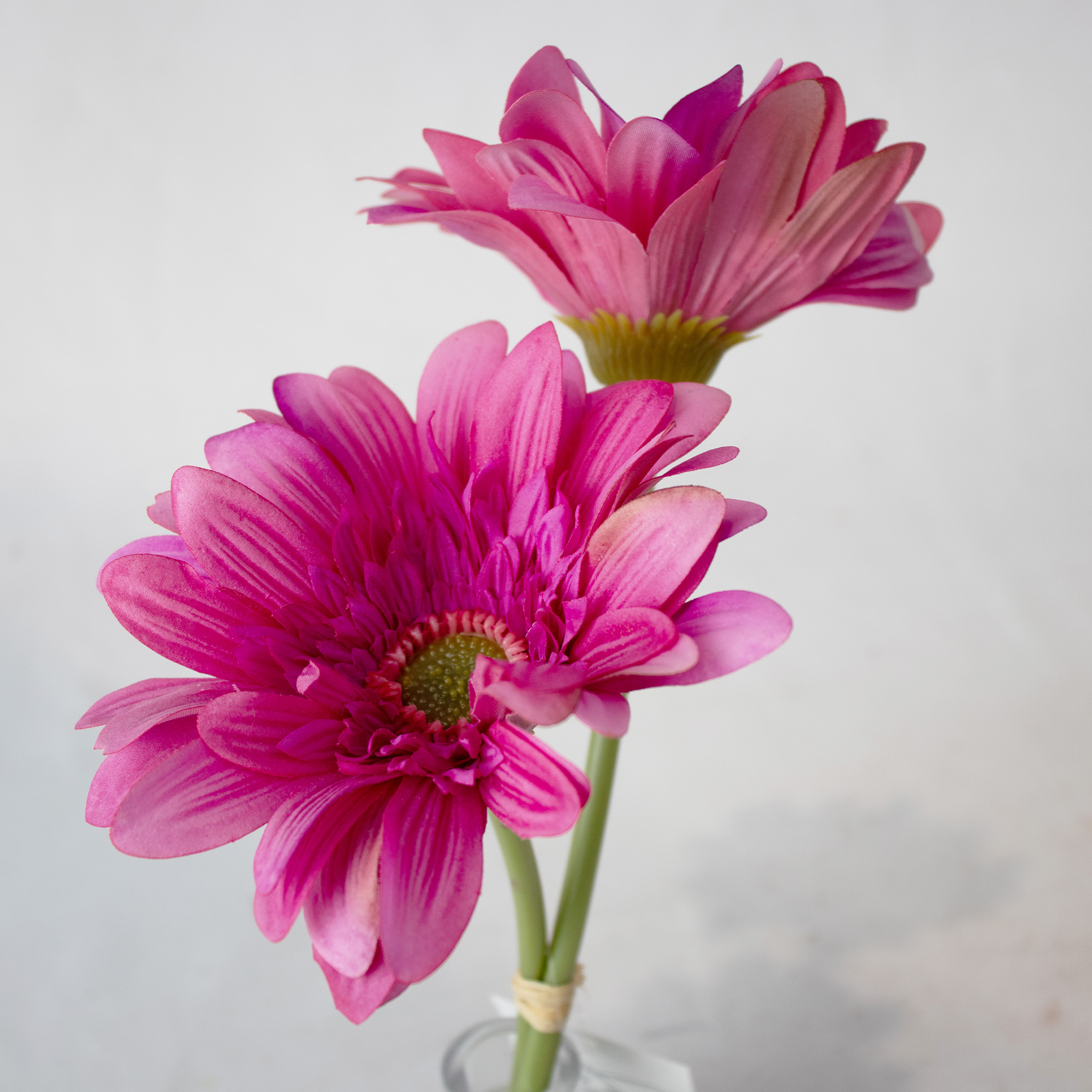 Fuchsia Gerbera Daisy In Bud Vase