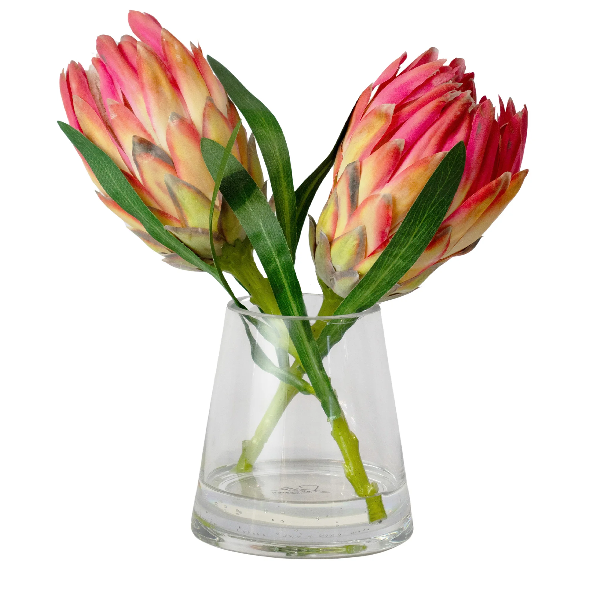Small Pink Queen Protea Arrangement in Tapered Glass Vase – 24cm