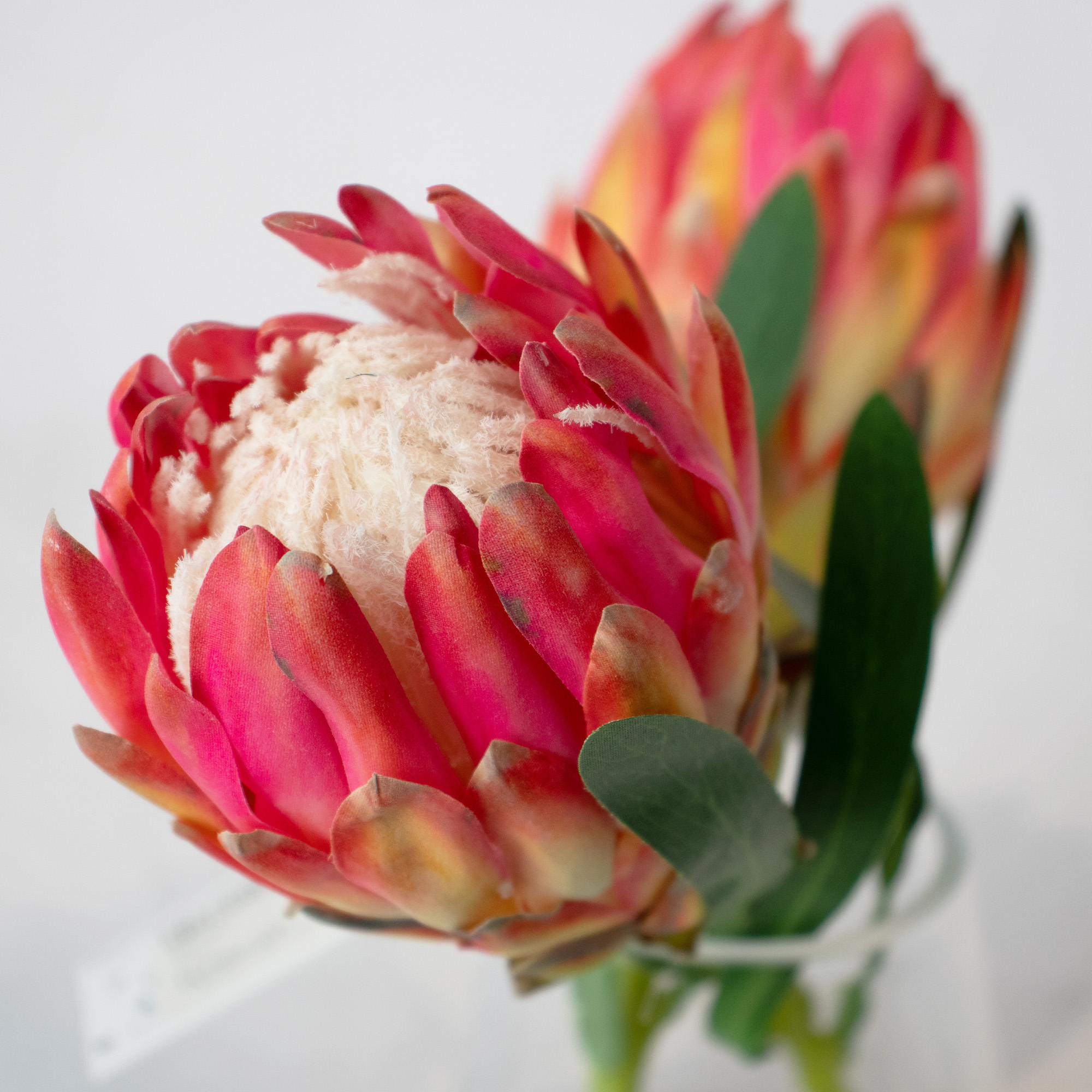 Small Pink Queen Protea Arrangement in Tapered Glass Vase – 24cm