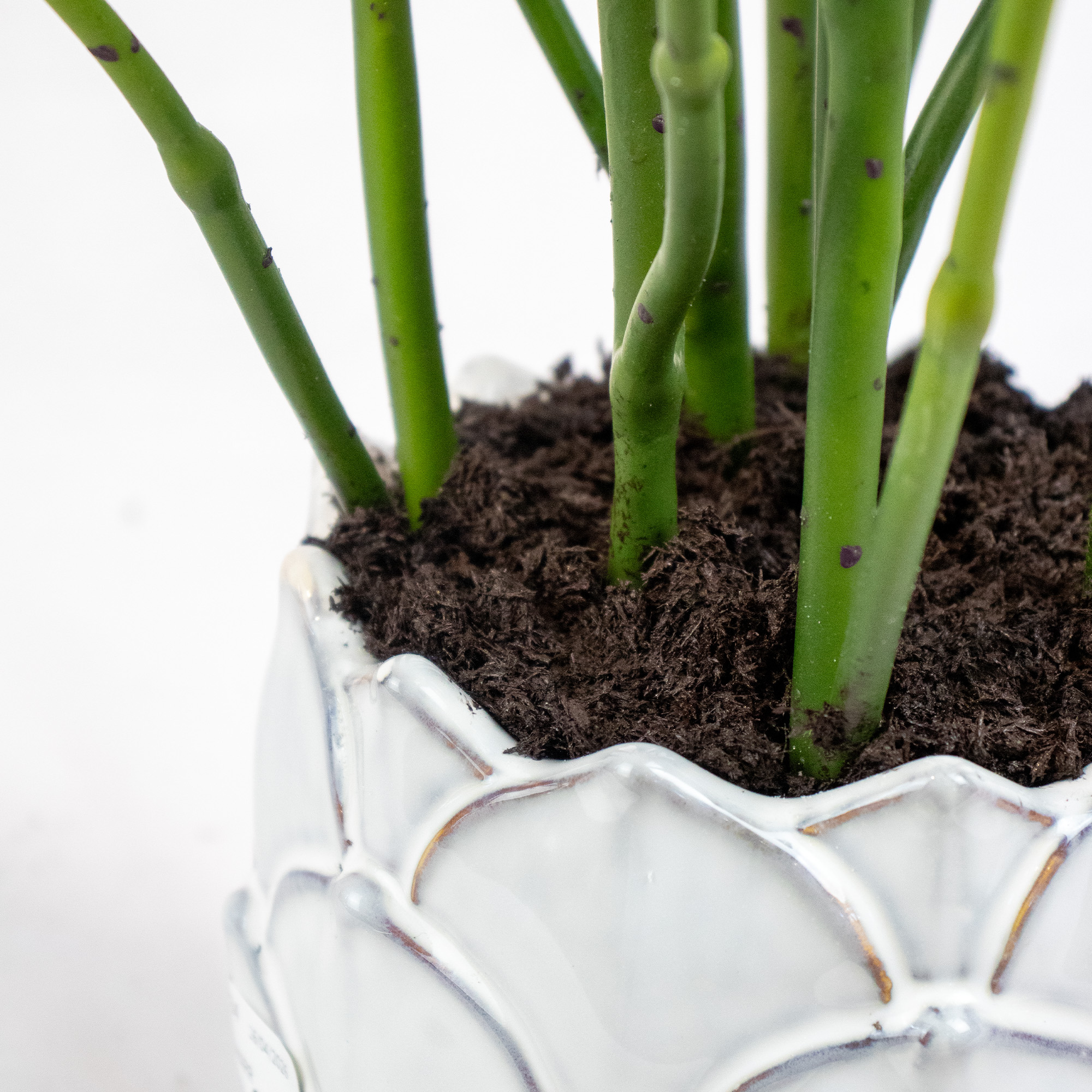 Medium Pencil Cactus in White Pinecone Ceramic Vase