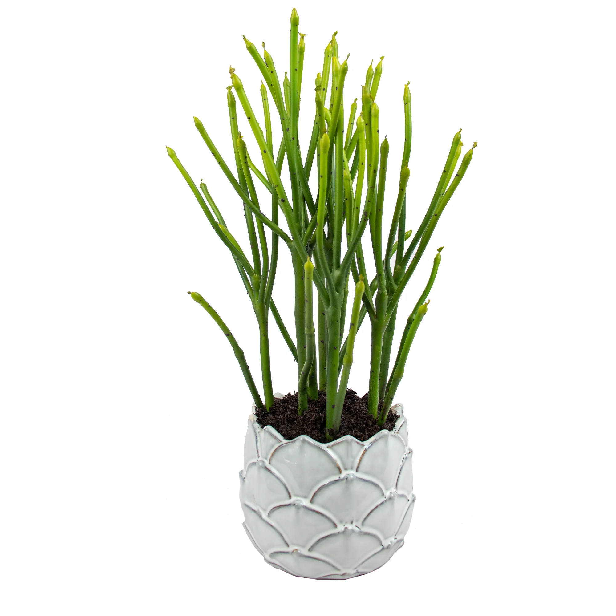 Pencil Cactus in White Pinecone Ceramic Vase
