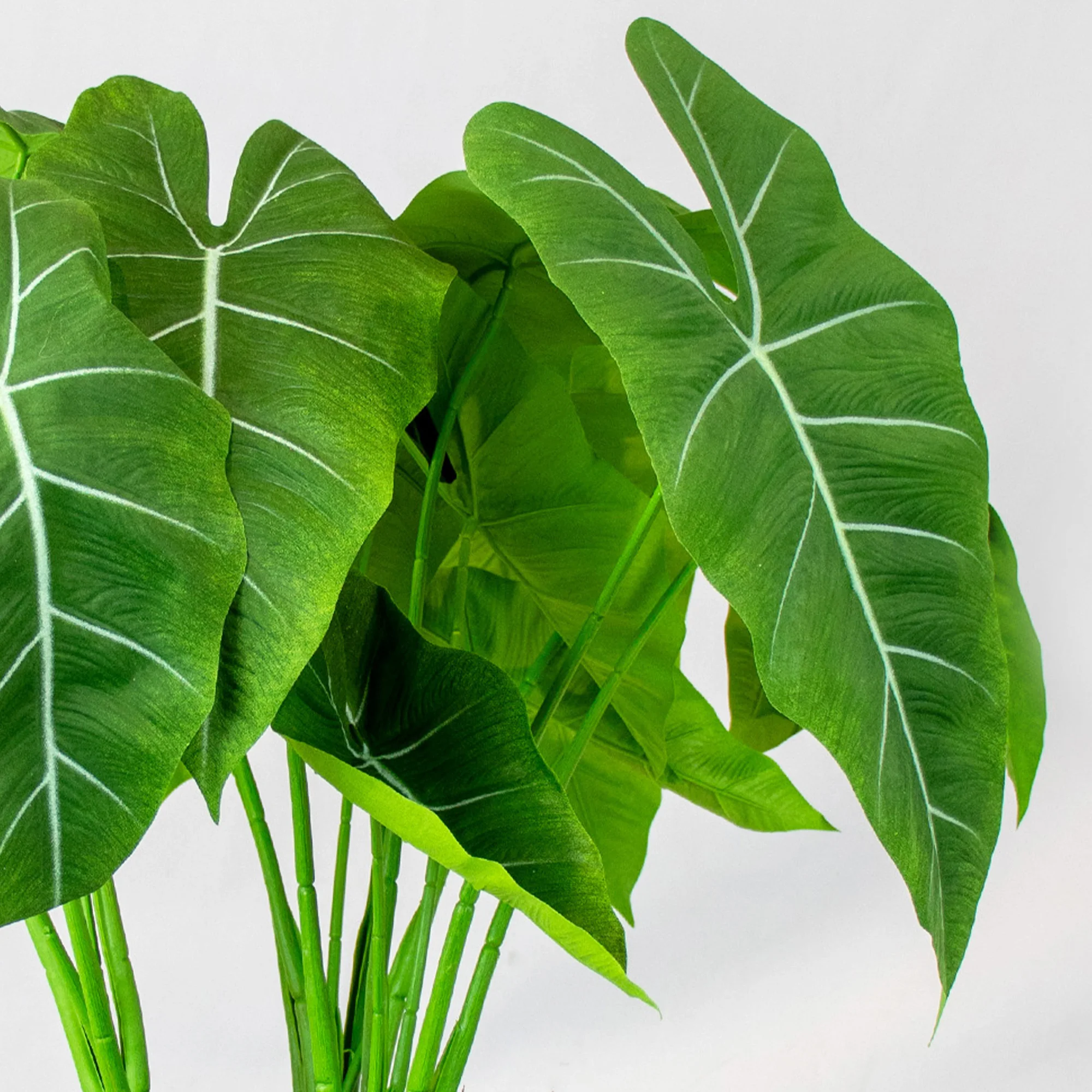 Green Velvet Alocasia Plant in Green Grooved Footed Planter