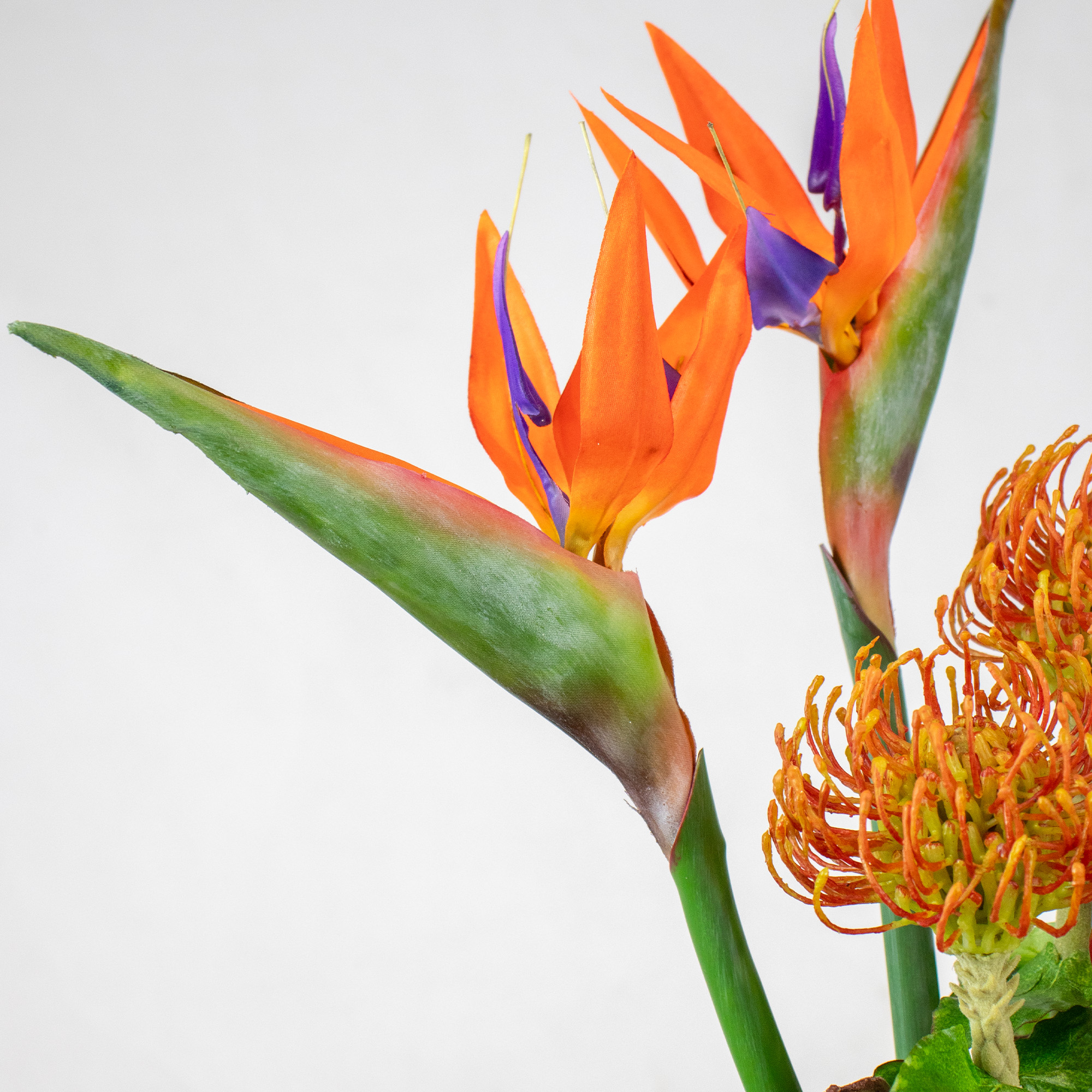 STRELITZIA WITH PINCUSHION AND BARK IN VASE