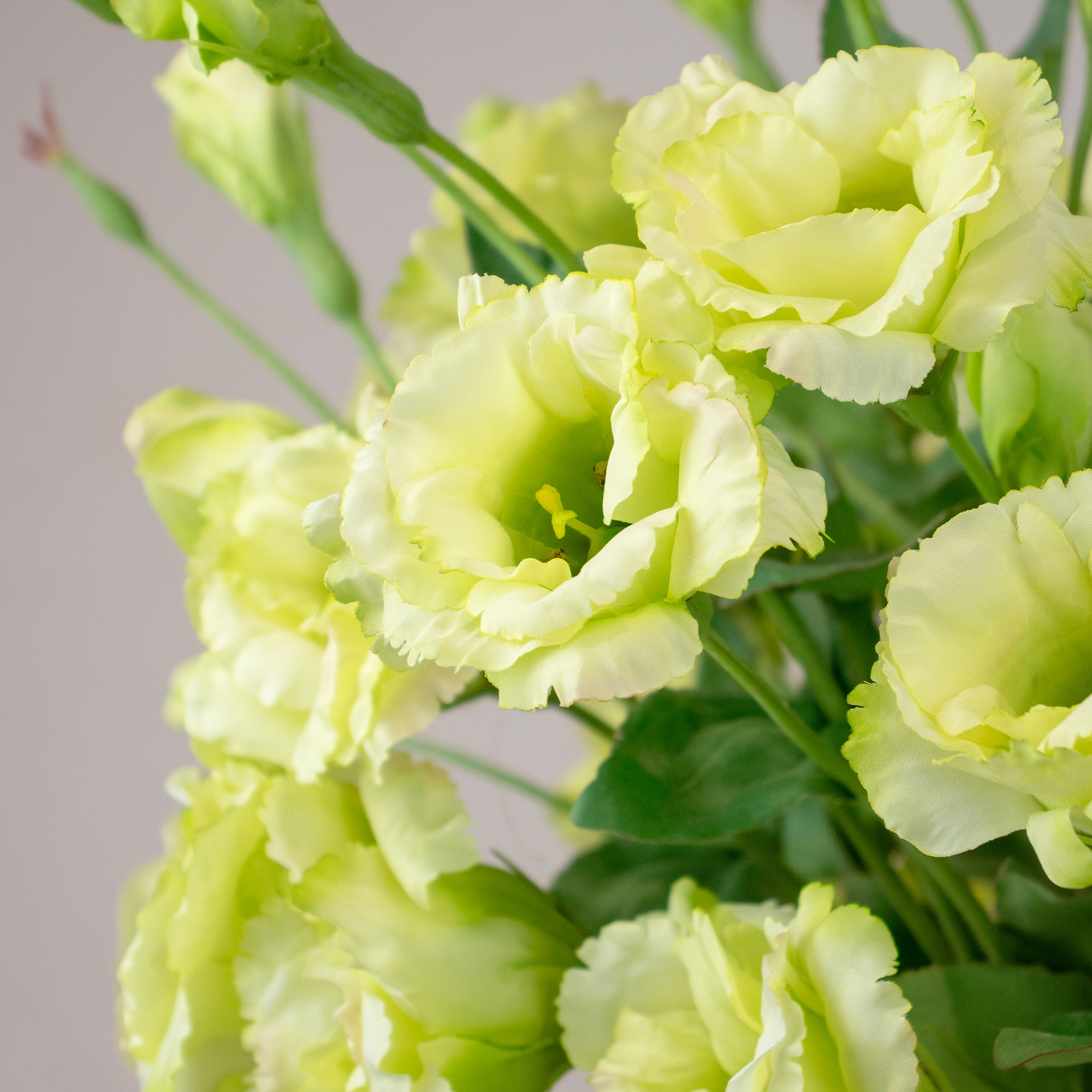 LISIANTHUS LIME IN CONICAL VASE