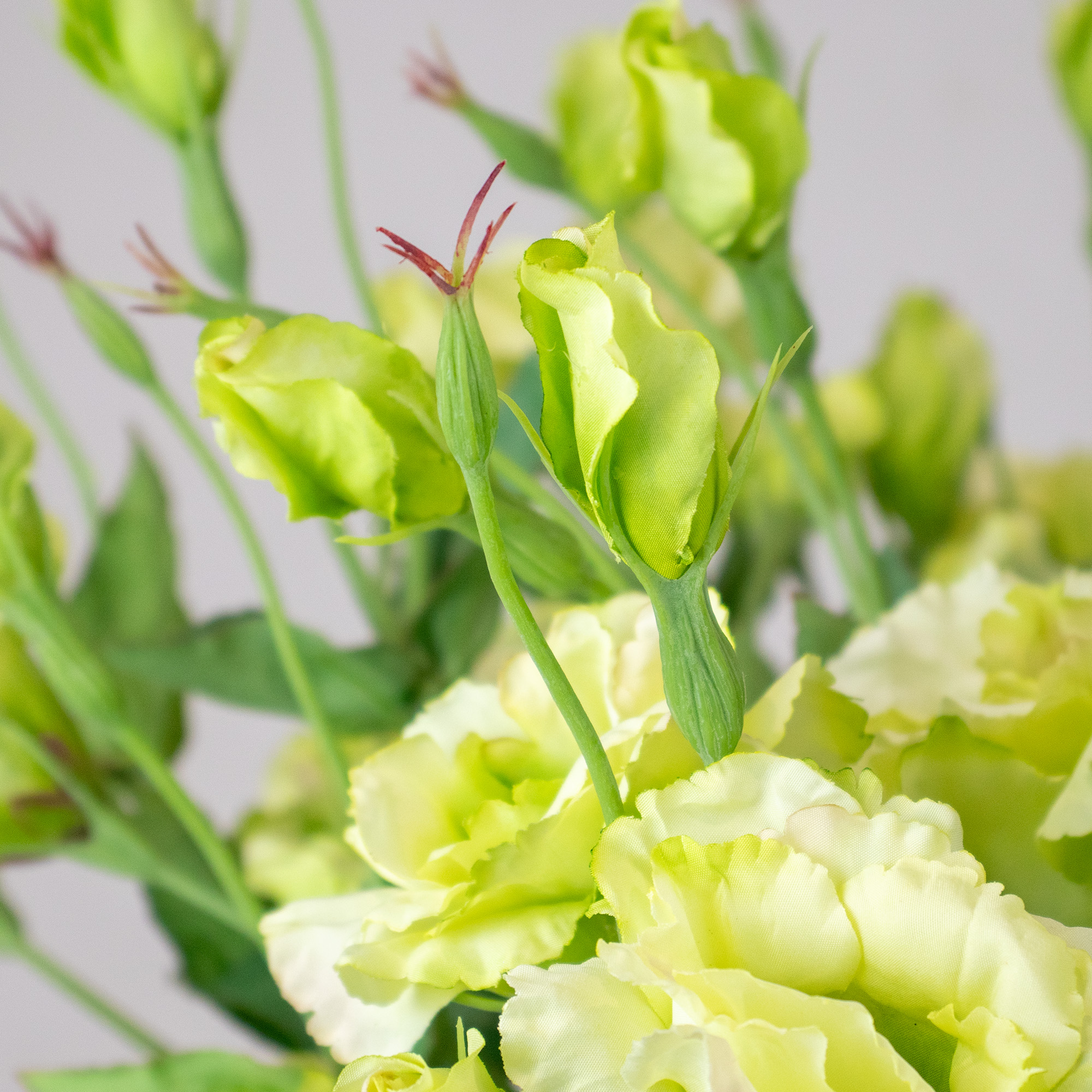 LISIANTHUS LIME IN CONICAL VASE