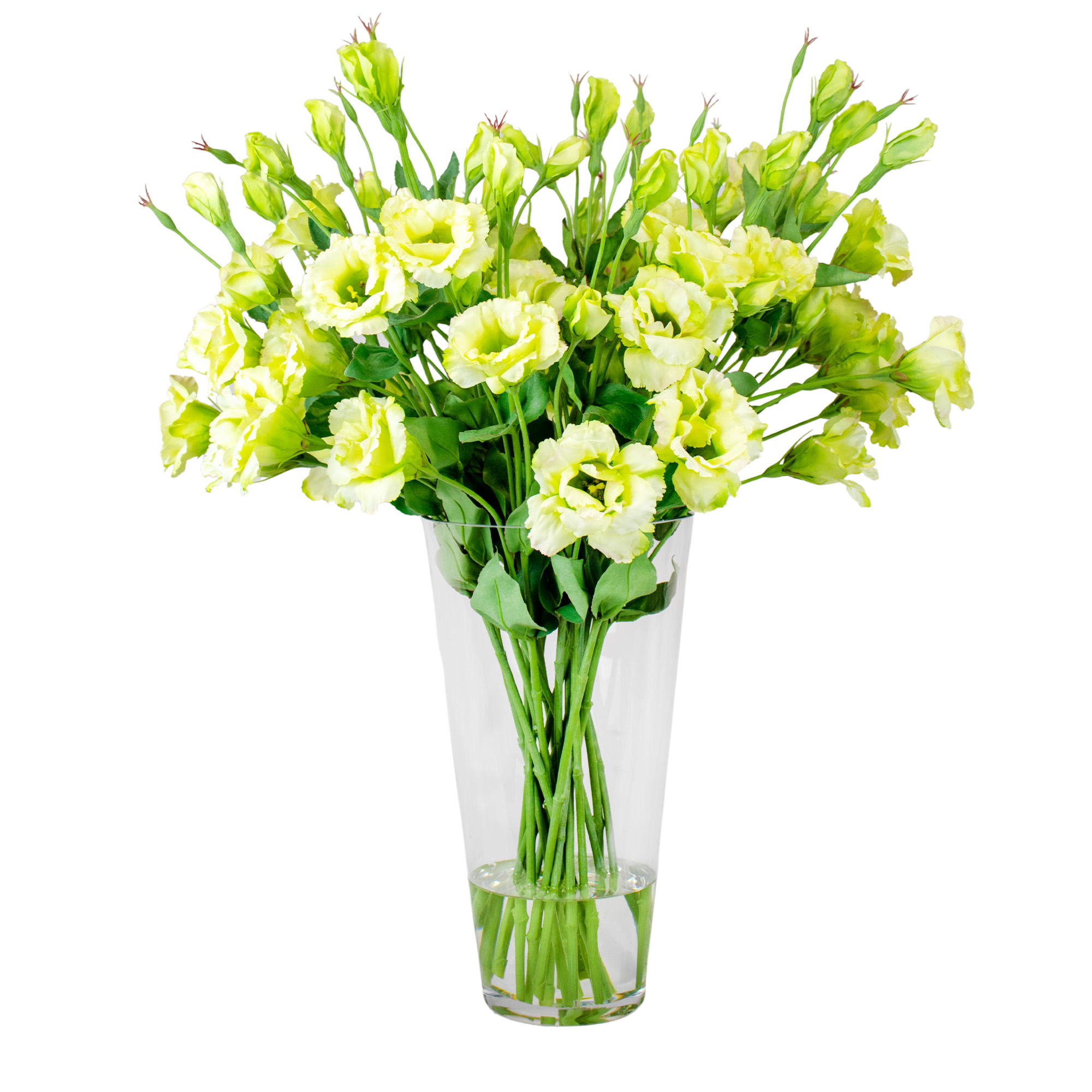Large Lime Lisianthus in Conical Glass Vase