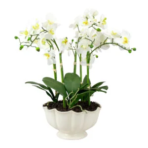 Large White Phalaenopsis Orchid Arrangement in Scalloped Ceramic Bowl