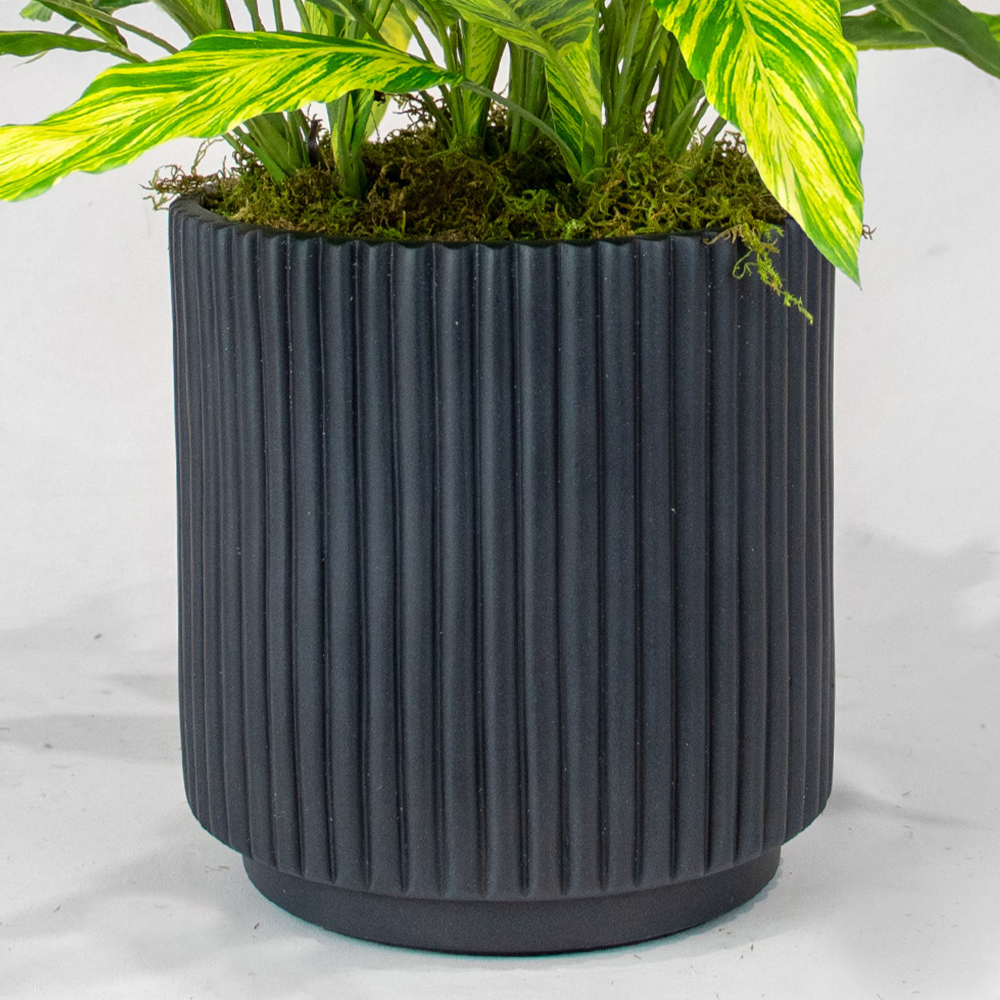 45cm Variegated Yellow-Green Cordyline Plant in Black Ribbed Planter