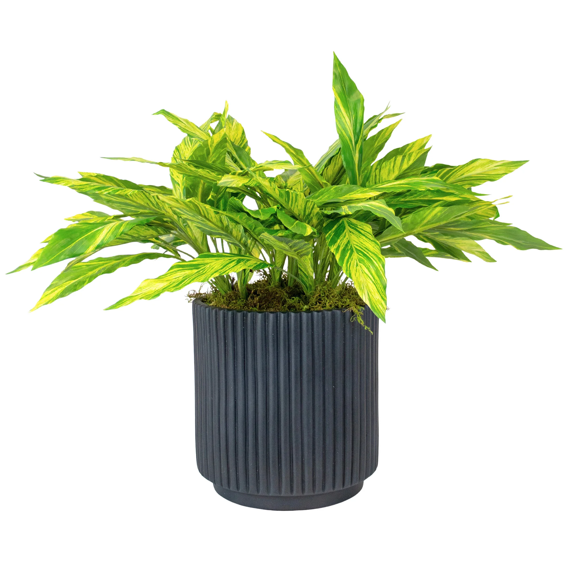 45cm Variegated Yellow-Green Cordyline Plant in Black Ribbed Planter