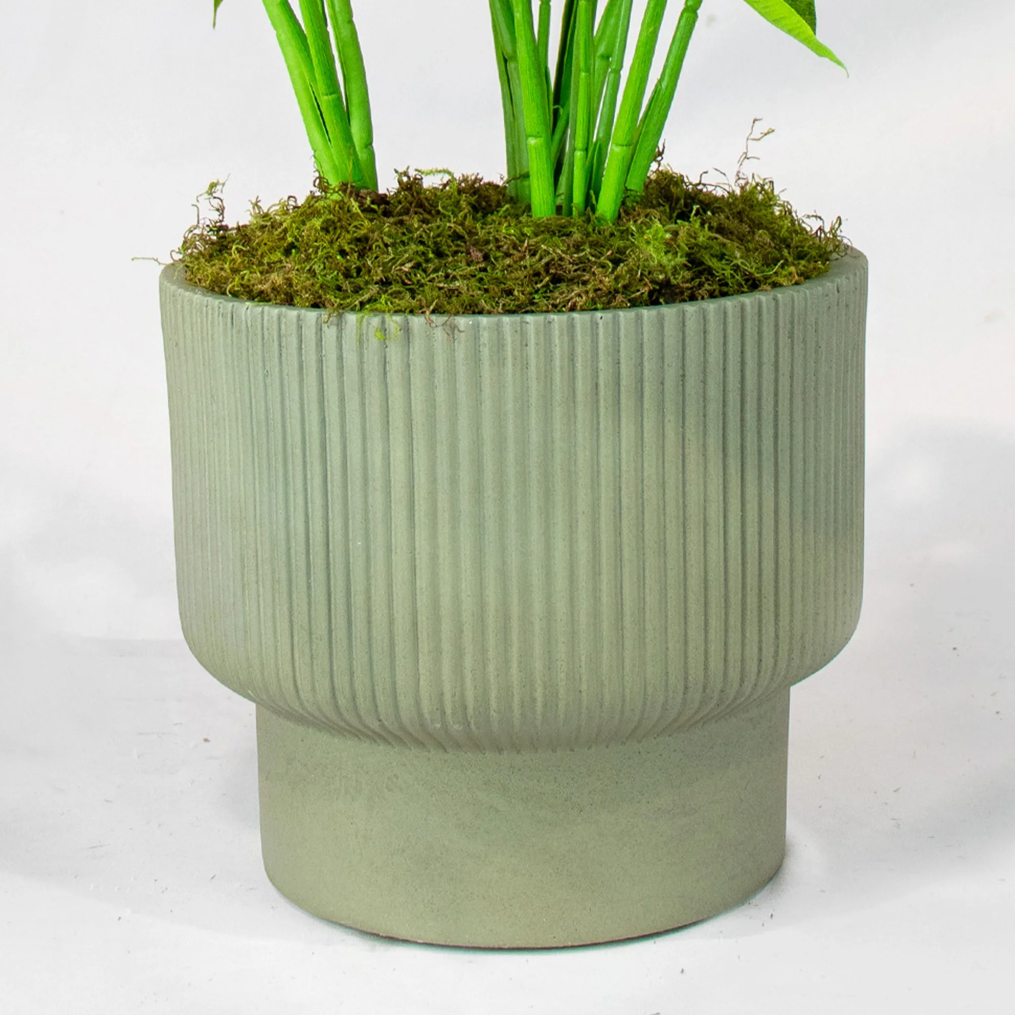 Green Velvet Alocasia Plant in Green Grooved Footed Planter