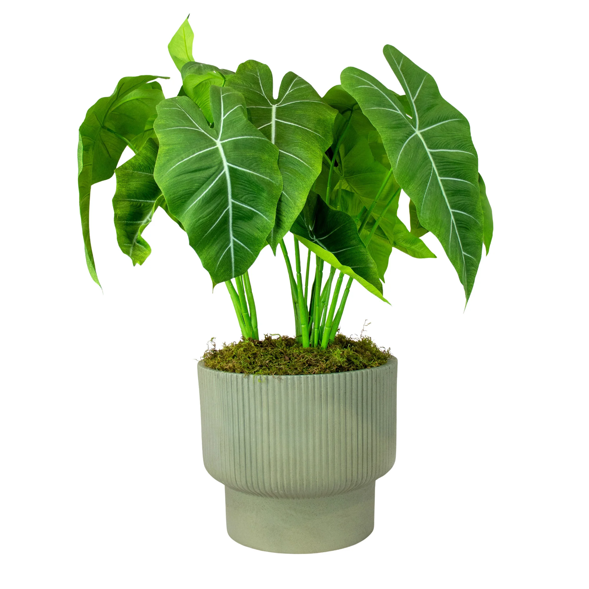 Green Velvet Alocasia Plant in Green Grooved Footed Planter