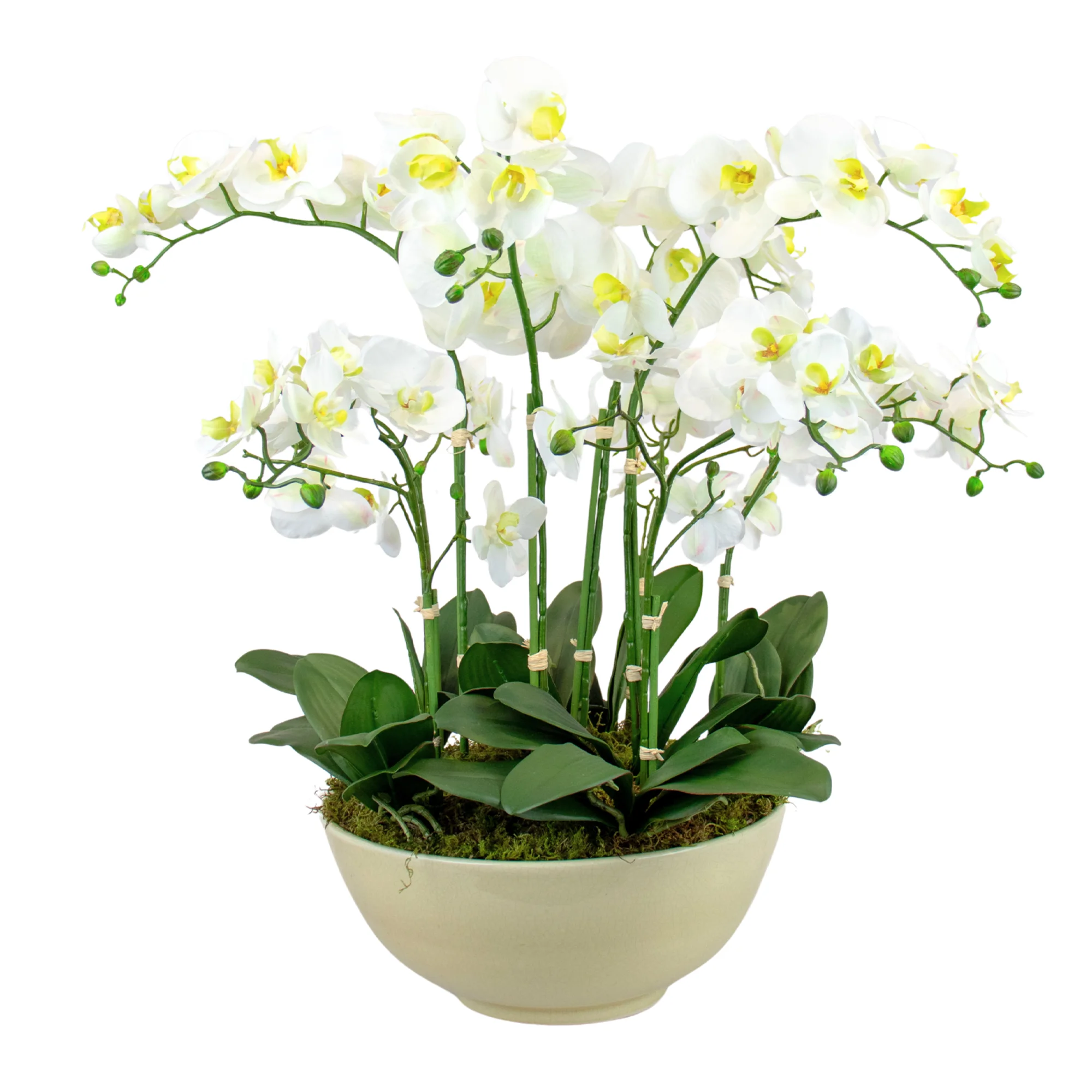 Large White Phalaenopsis Orchid Arrangement in Vintage Cream Ceramic Bowl