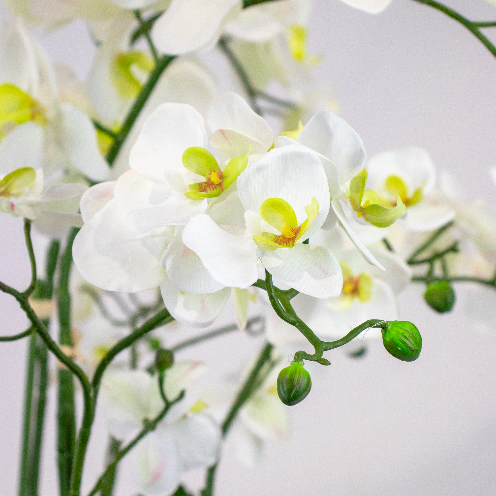Large White Phalaenopsis Orchid Arrangement in Vintage Cream Ceramic Bowl