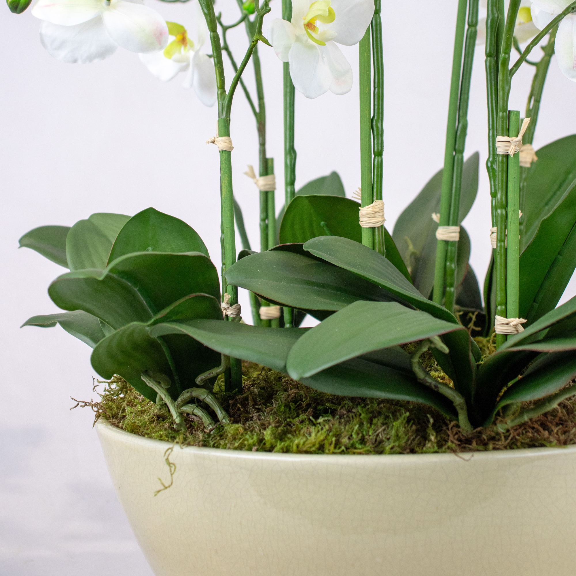 Large White Phalaenopsis Orchid Arrangement in Vintage Cream Ceramic Bowl