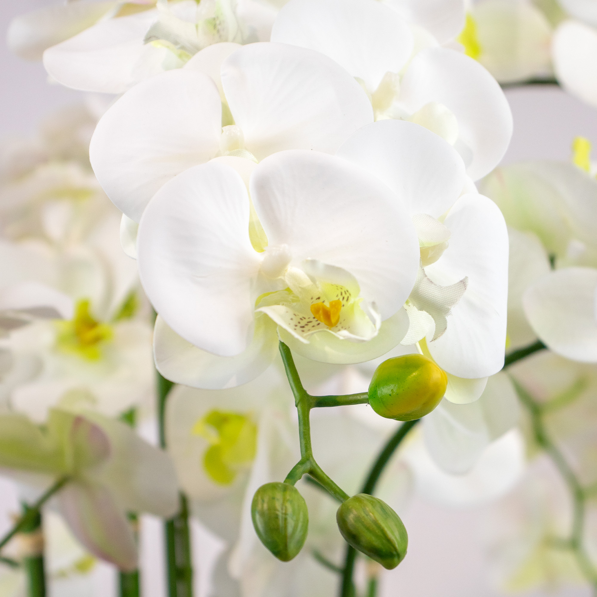 Large White Phalaenopsis Orchid Arrangement in Luna Fluted Bowl Vase
