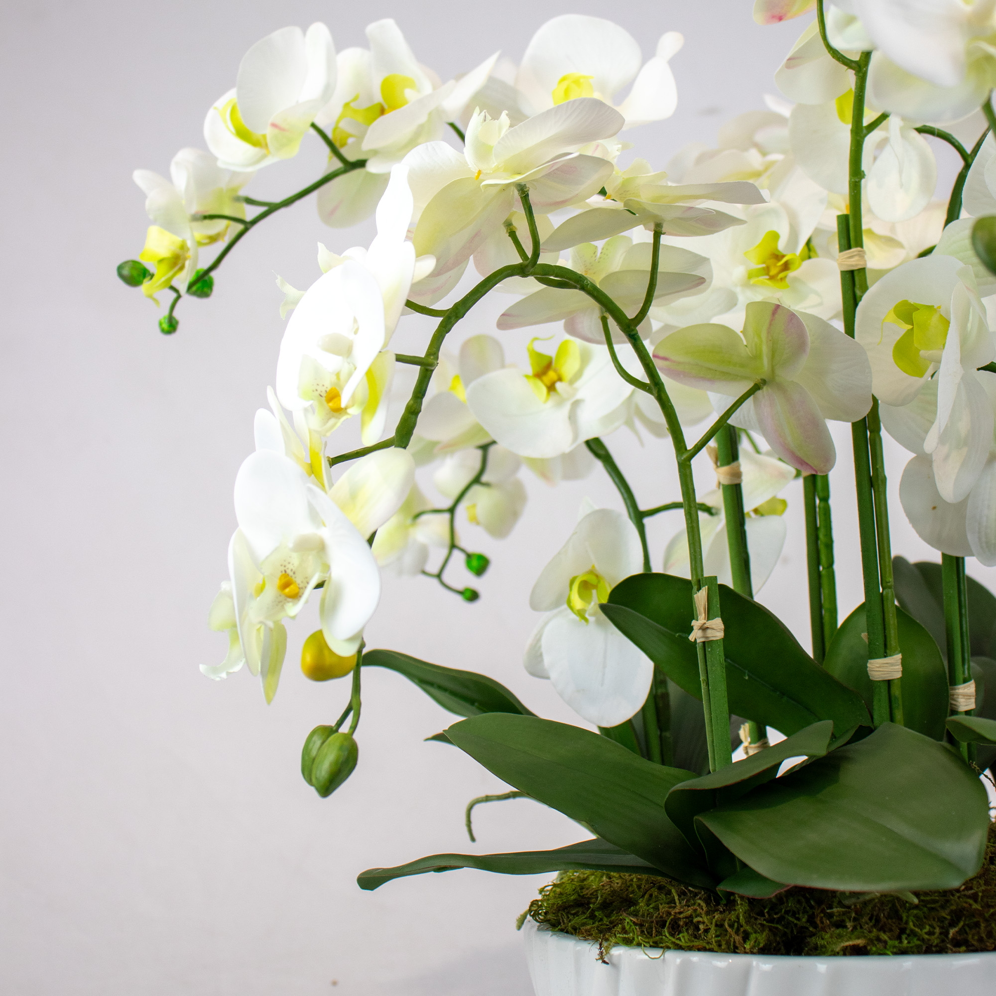 Large White Phalaenopsis Orchid Arrangement in Luna Fluted Bowl Vase