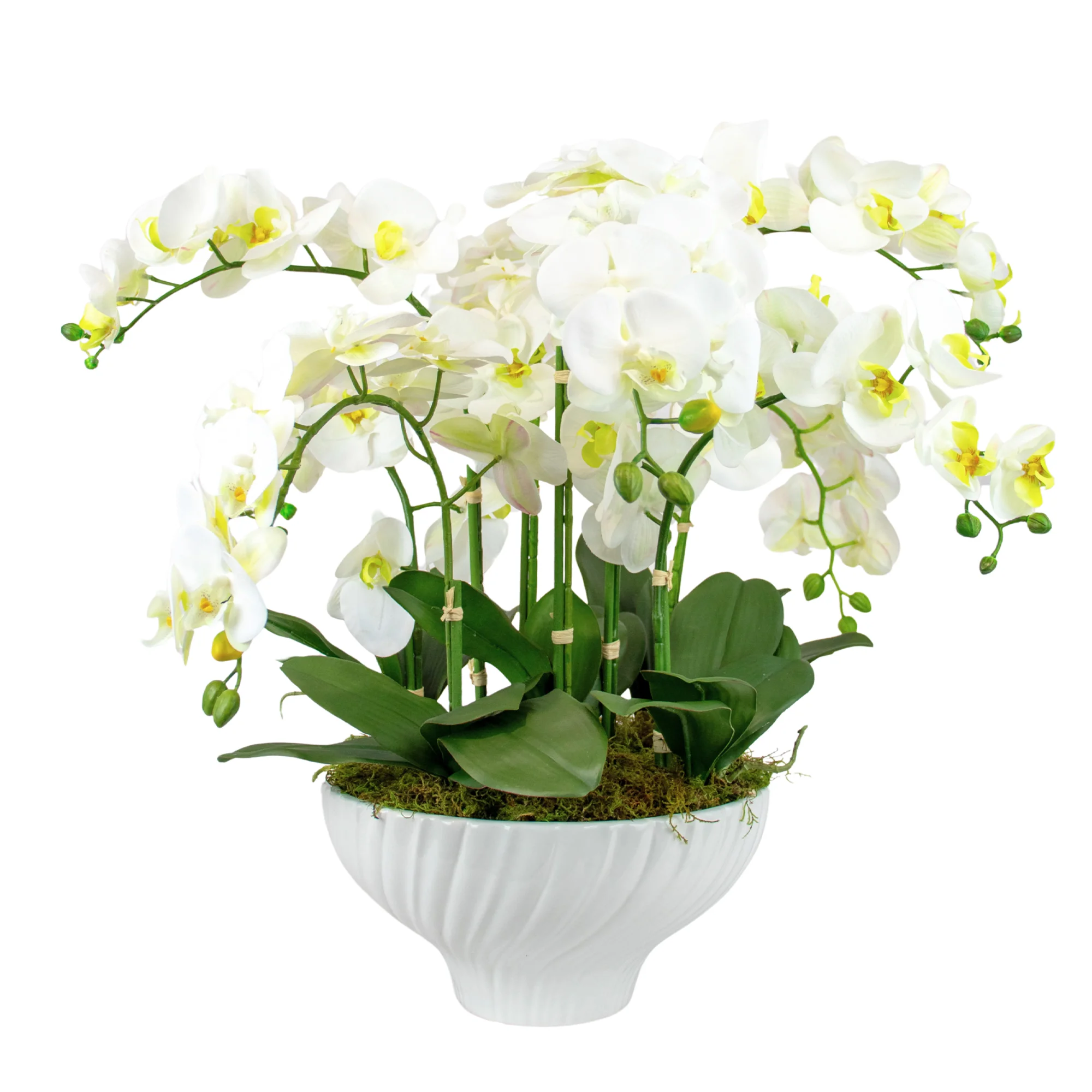 Large White Phalaenopsis Orchid Arrangement in Luna Fluted Bowl Vase