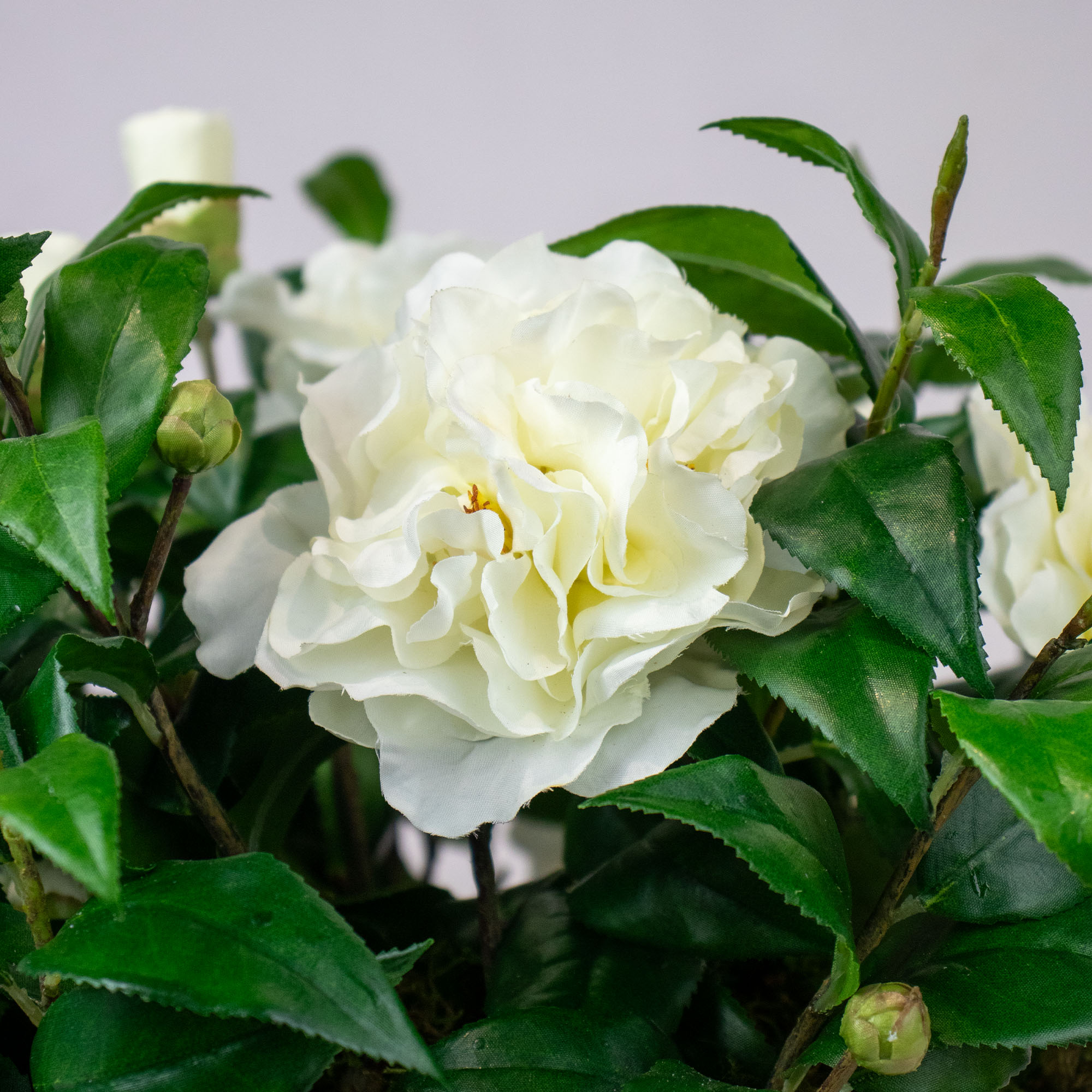 Medium Cream Camellia in Vintage Ceramic Bowl - Image 3