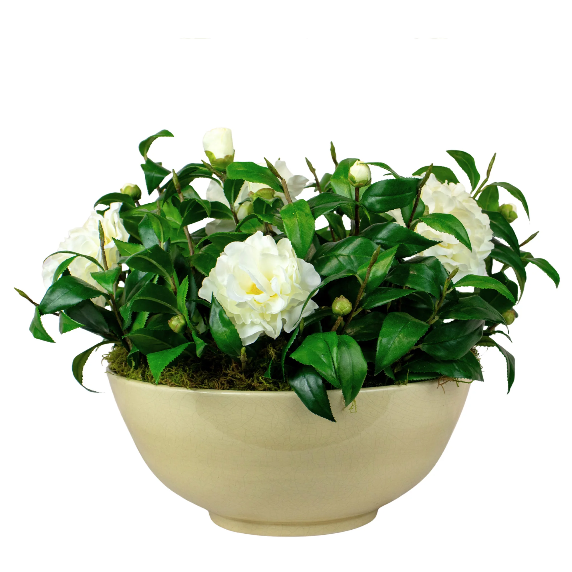 Medium Cream Camellia in Vintage Ceramic Bowl