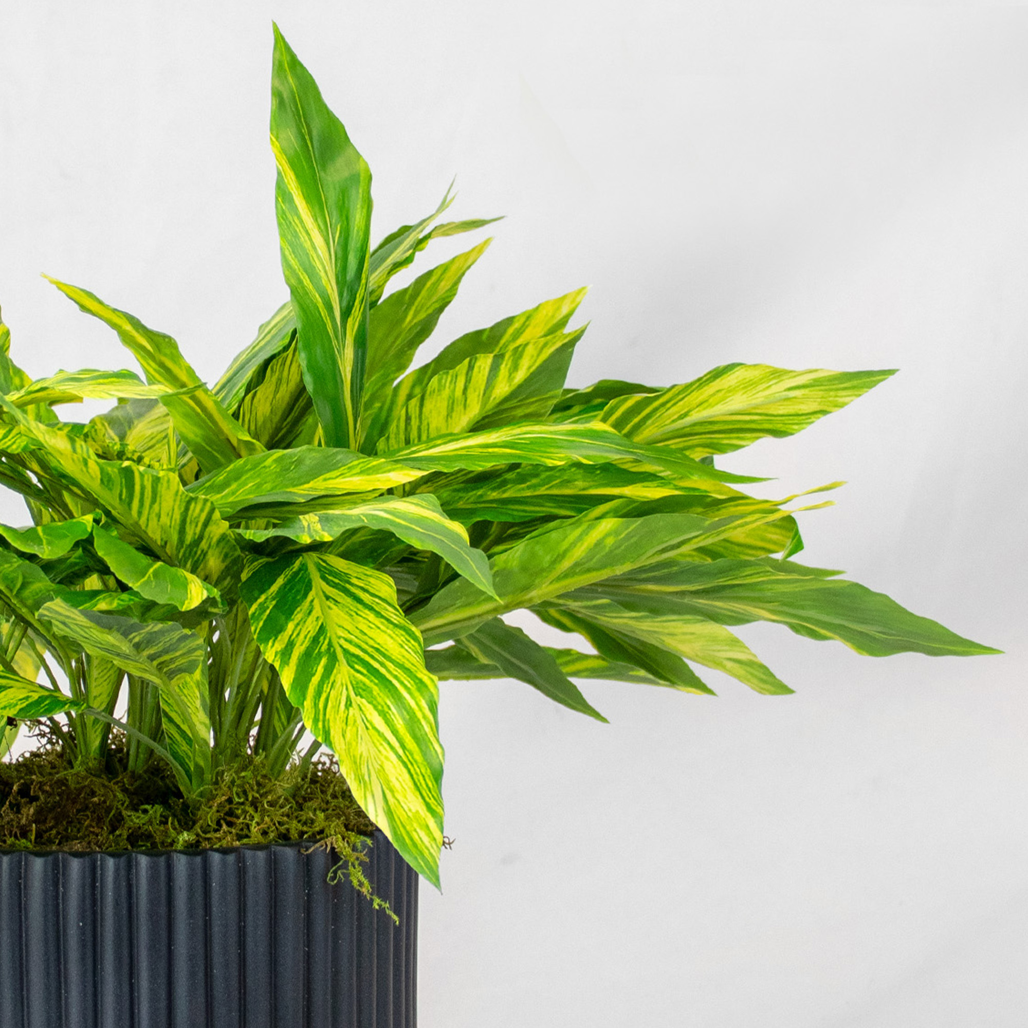 45cm Variegated Yellow-Green Cordyline Plant in Black Ribbed Planter