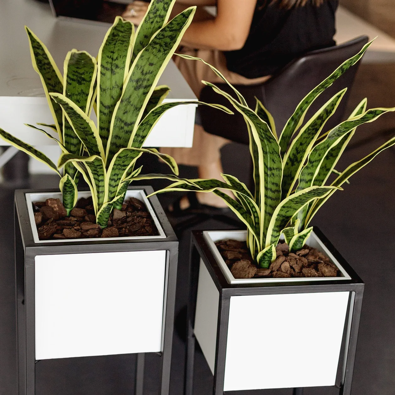 Sansevieria Snake Plants in planter indoors