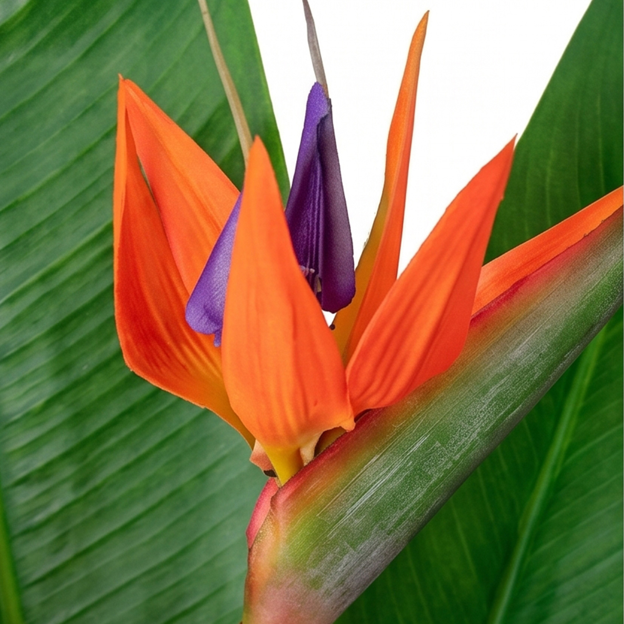 Extra Large Orange and Green Strelitzia Arrangement in White Gloss Hexa Ceramic Vase – 85cm