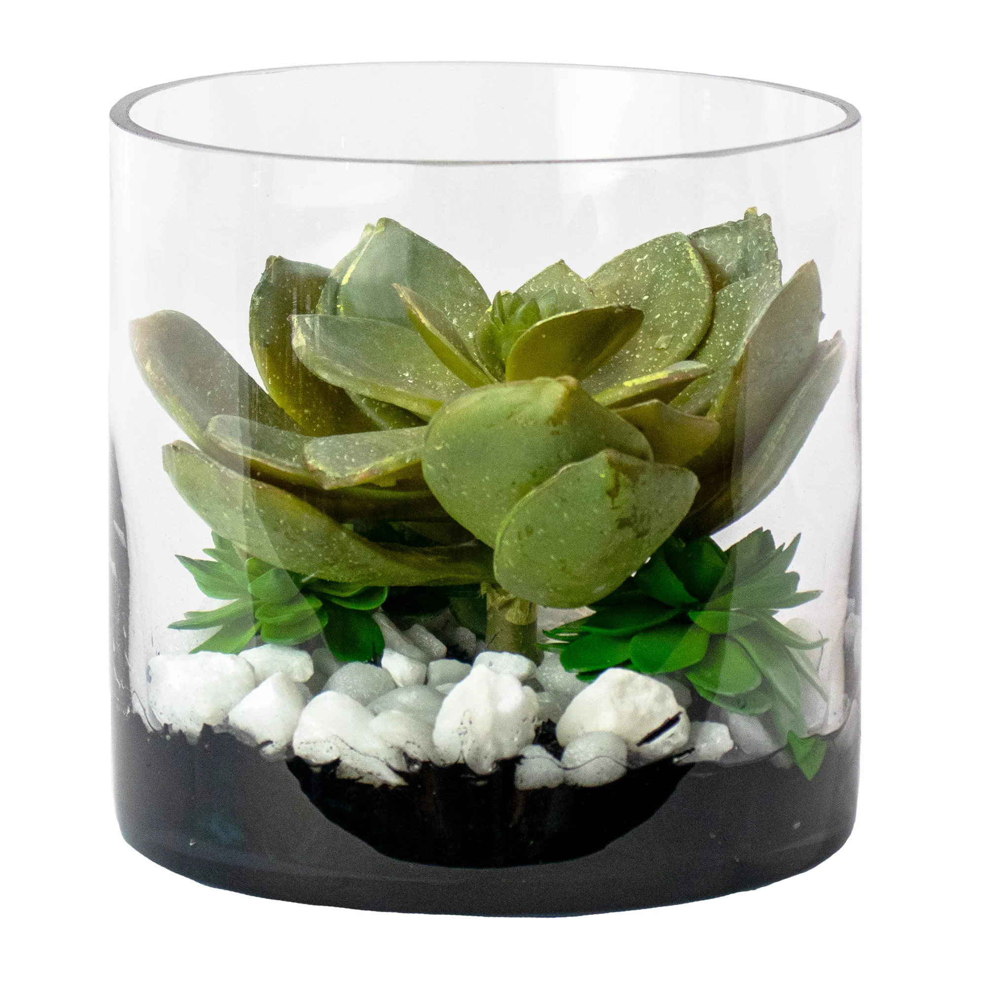 ECHEVERIA PULIDONIS SUCCULENT VASE