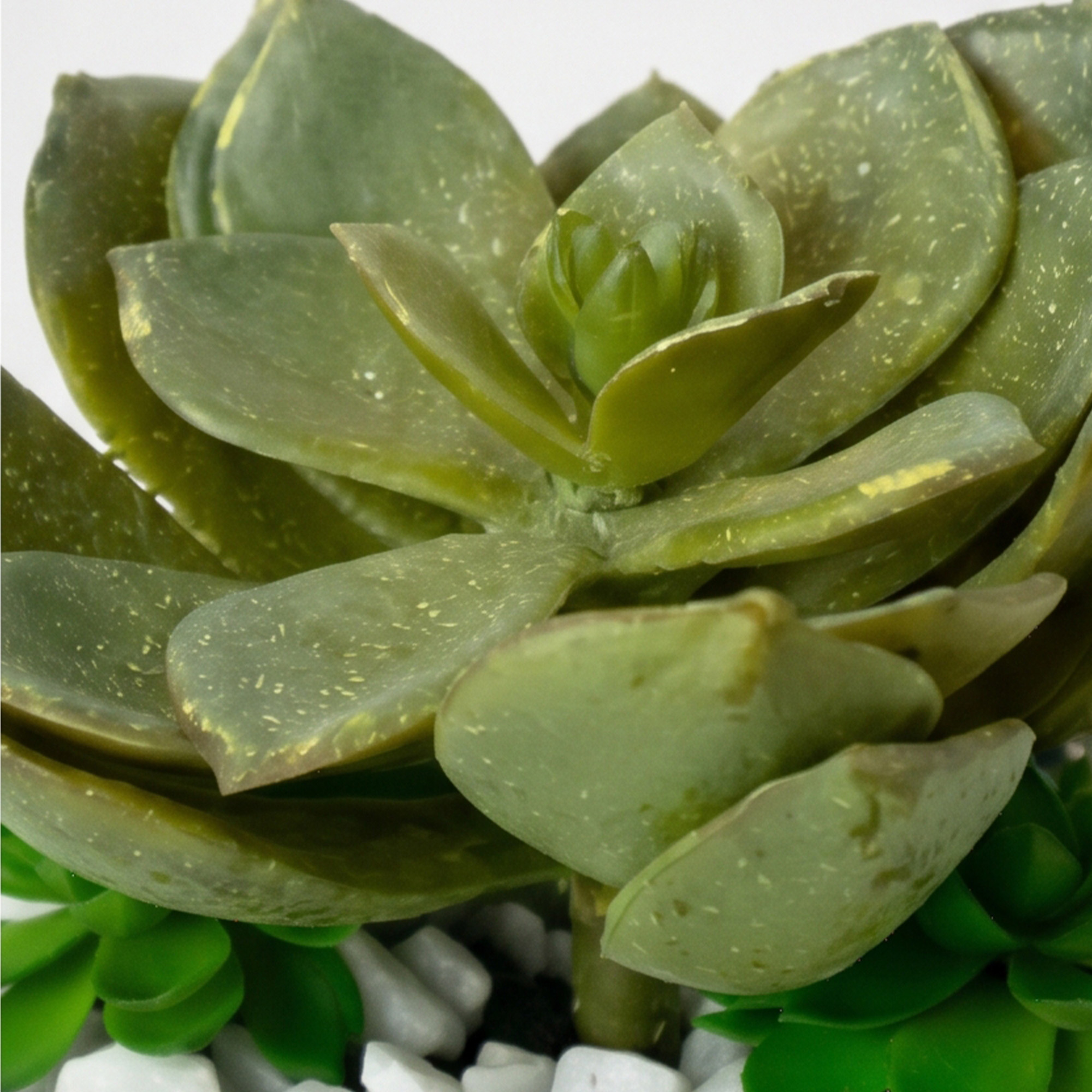 ECHEVERIA PULIDONIS SUCCULENT VASE
