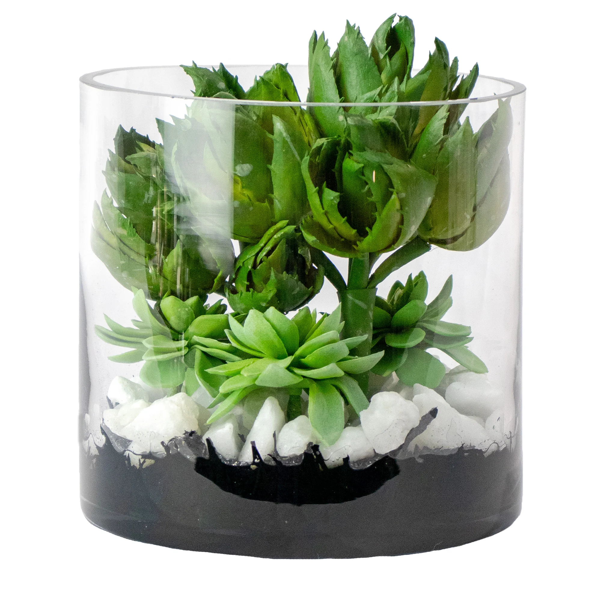 Small Green Aloe Vera & Echeveria Succulent Arrangement in Clear Glass Cylinder Vase – Terrarium Style