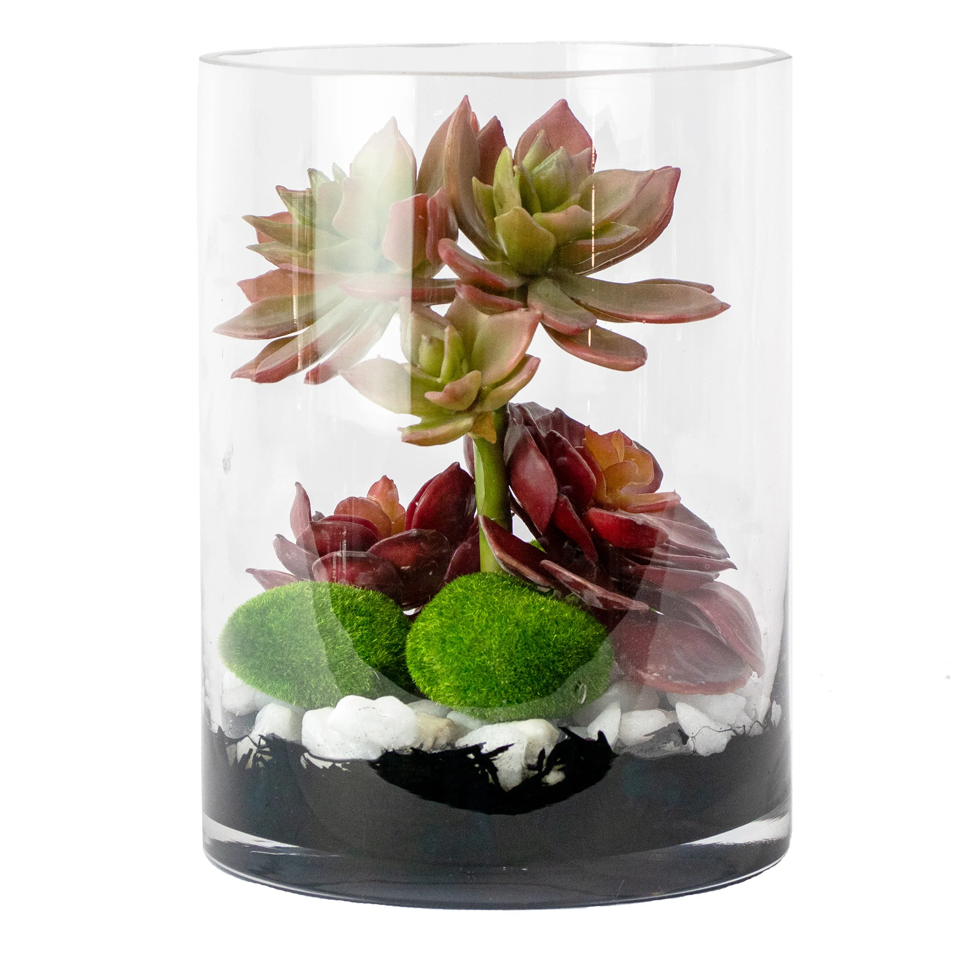 Small Burgundy Rosette & Graptopetalum Succulent Arrangement in Clear Glass Cylinder Vase – Terrarium Style