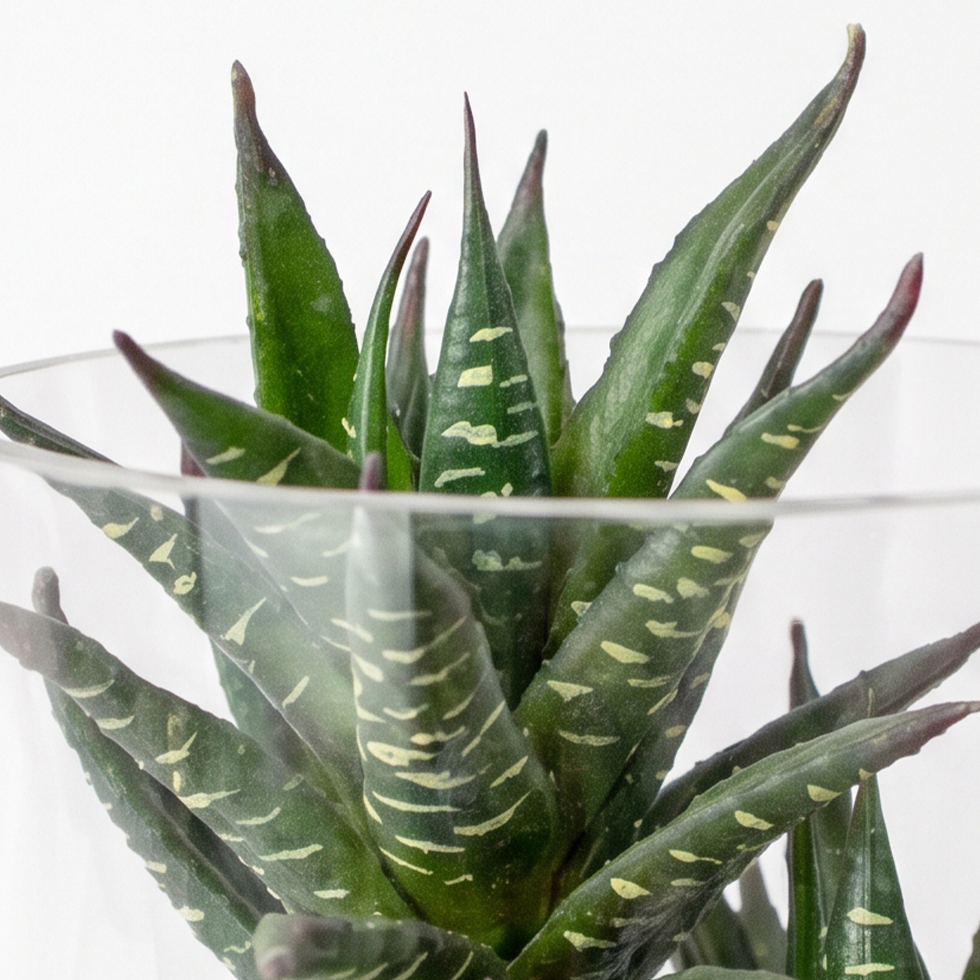 Small Green Aloe Haworthioides & Echeveria Succulent Arrangement in Clear Glass Cylinder Vase – Terrarium Style