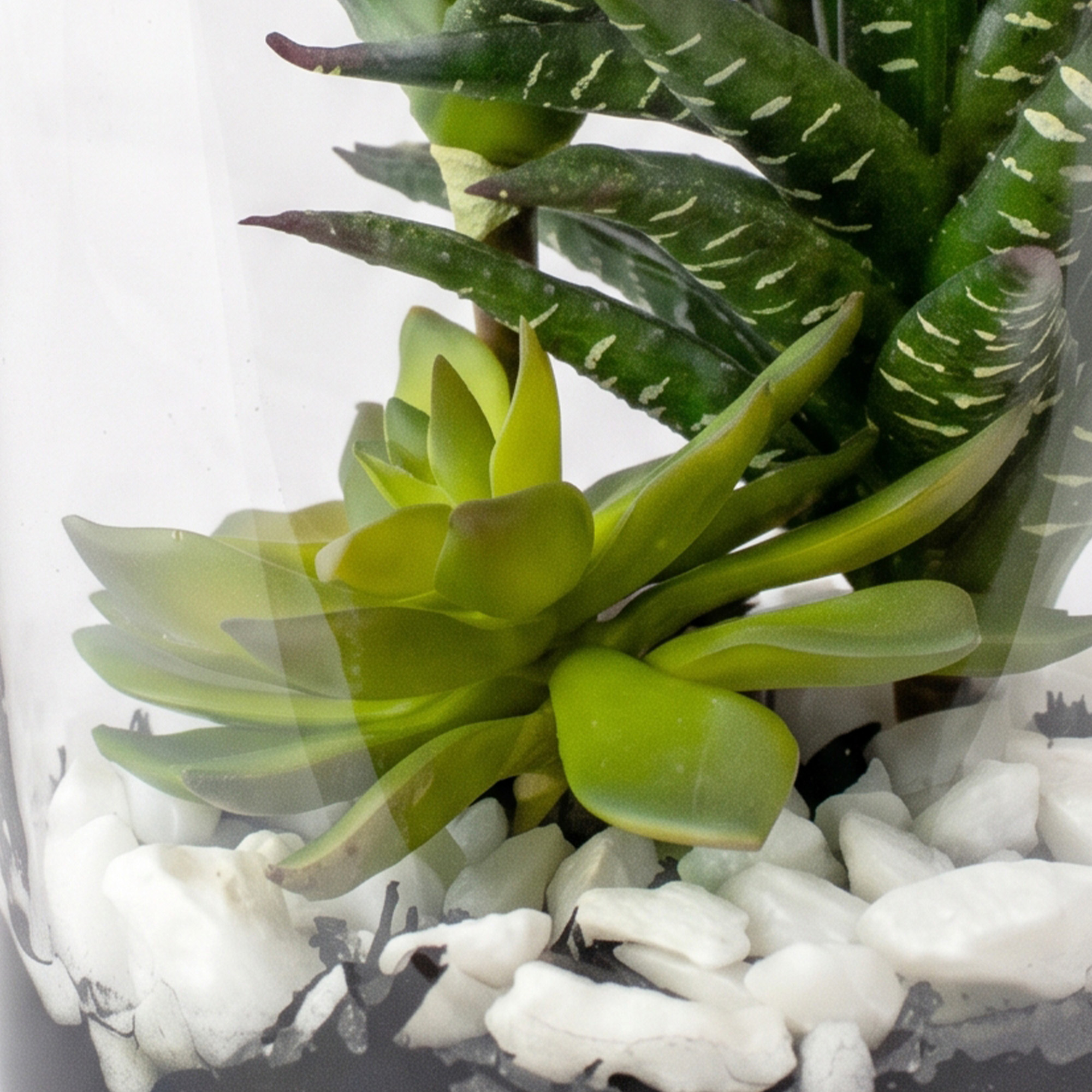 Small Green Aloe Haworthioides & Echeveria Succulent Arrangement in Clear Glass Cylinder Vase – Terrarium Style