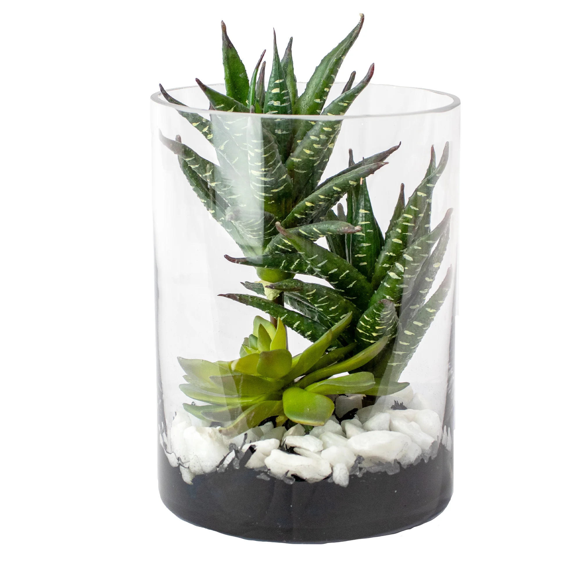 Small Green Aloe Haworthioides & Echeveria Succulent Arrangement in Clear Glass Cylinder Vase – Terrarium Style