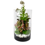 Small Green Rosette, Sedum Adolphi & Graptopetalum Succulent Arrangement in Clear Glass Cylinder Vase – Terrarium Style