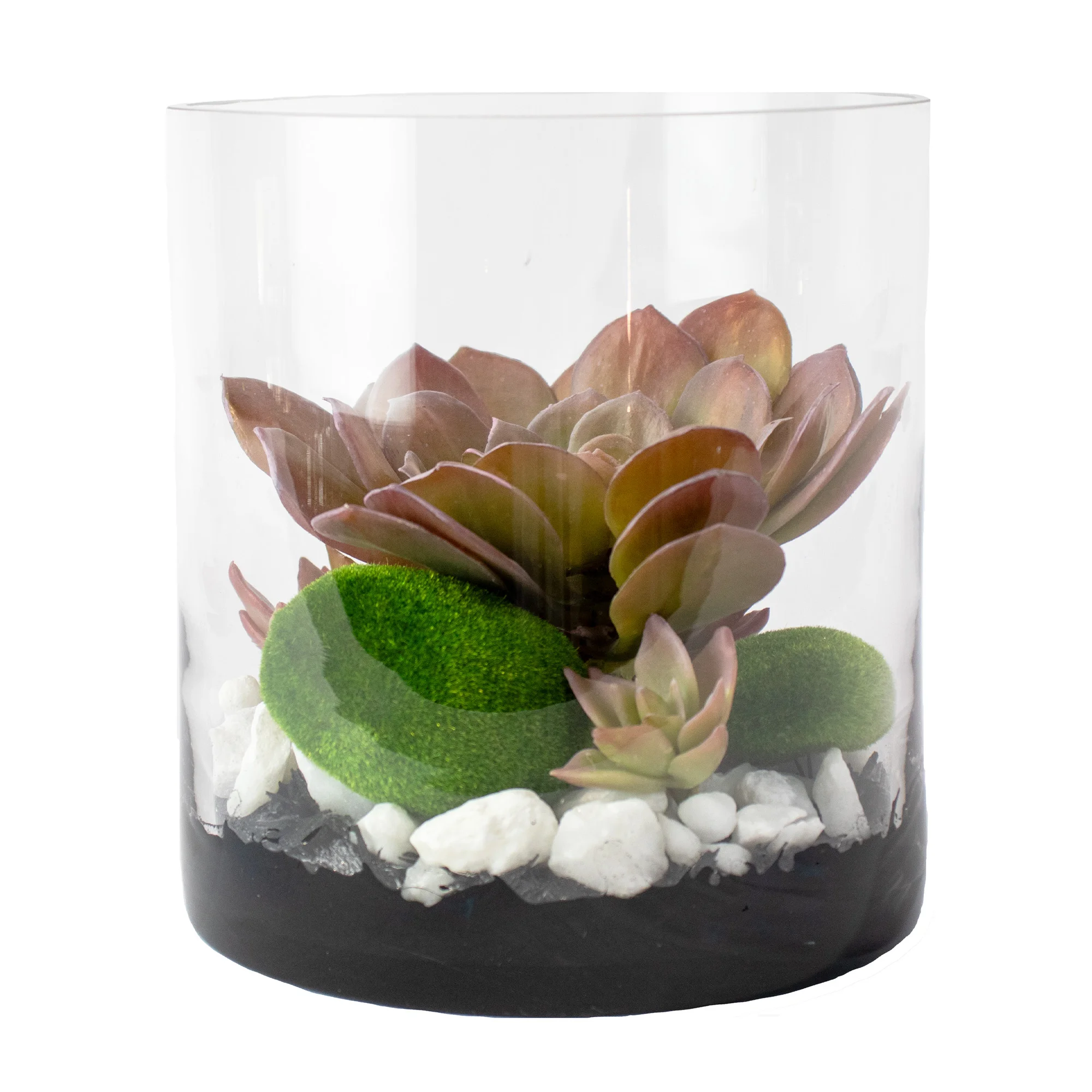 Small Purple Echeveria Elegans & Graptopetalum Succulent Arrangement in Clear Glass Cylinder Vase – Terrarium Style