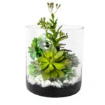Small Green Aeonium, Sedum & Echeveria Succulent Arrangement in a Clear Glass Cylinder Vase – Terrarium Style